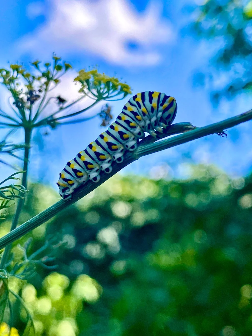 Black swallowtail caterpillar on dill plant Oklahoma nature photography.