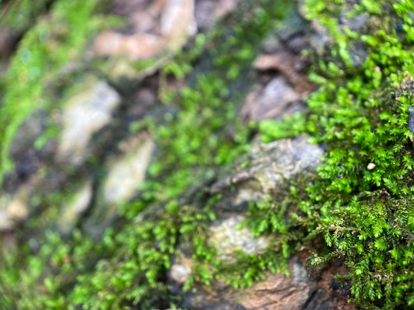 Close-up of a moss-covered tree bark with small bright green moss and some brown patches.