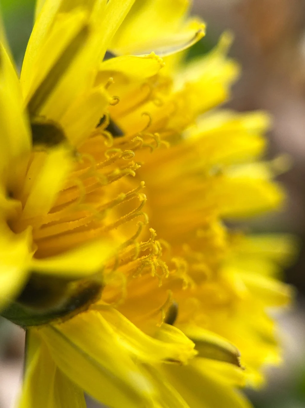 Close-up of a yellow flower showing detailed petals and stamen.