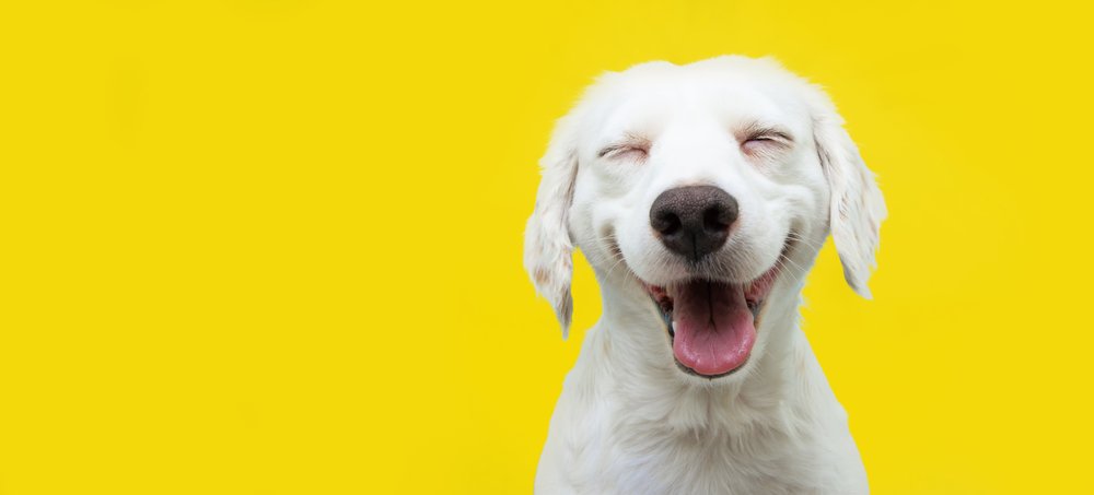 The Pursuit of Business Bliss: Unleashing Happiness for Business Owners