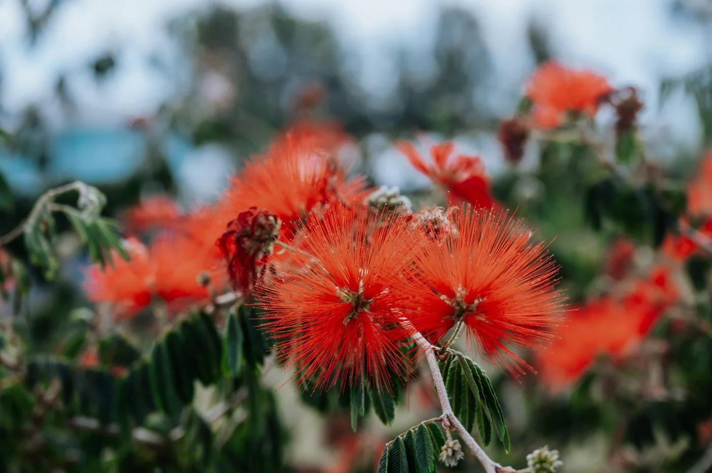 Flor roja de calistemo en el parque