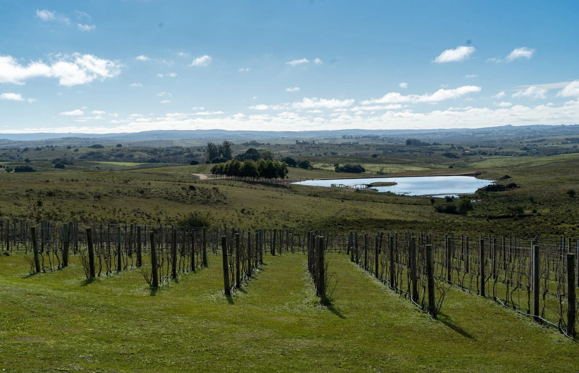 Viñedo de Buenos Vientos con el lago y las sierras al fondo