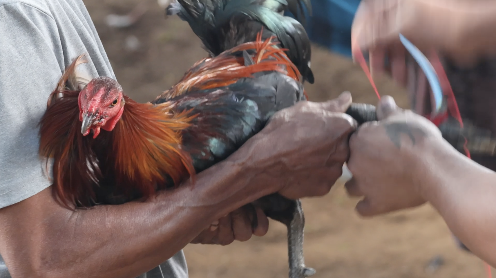 Cock Fighting Documentary