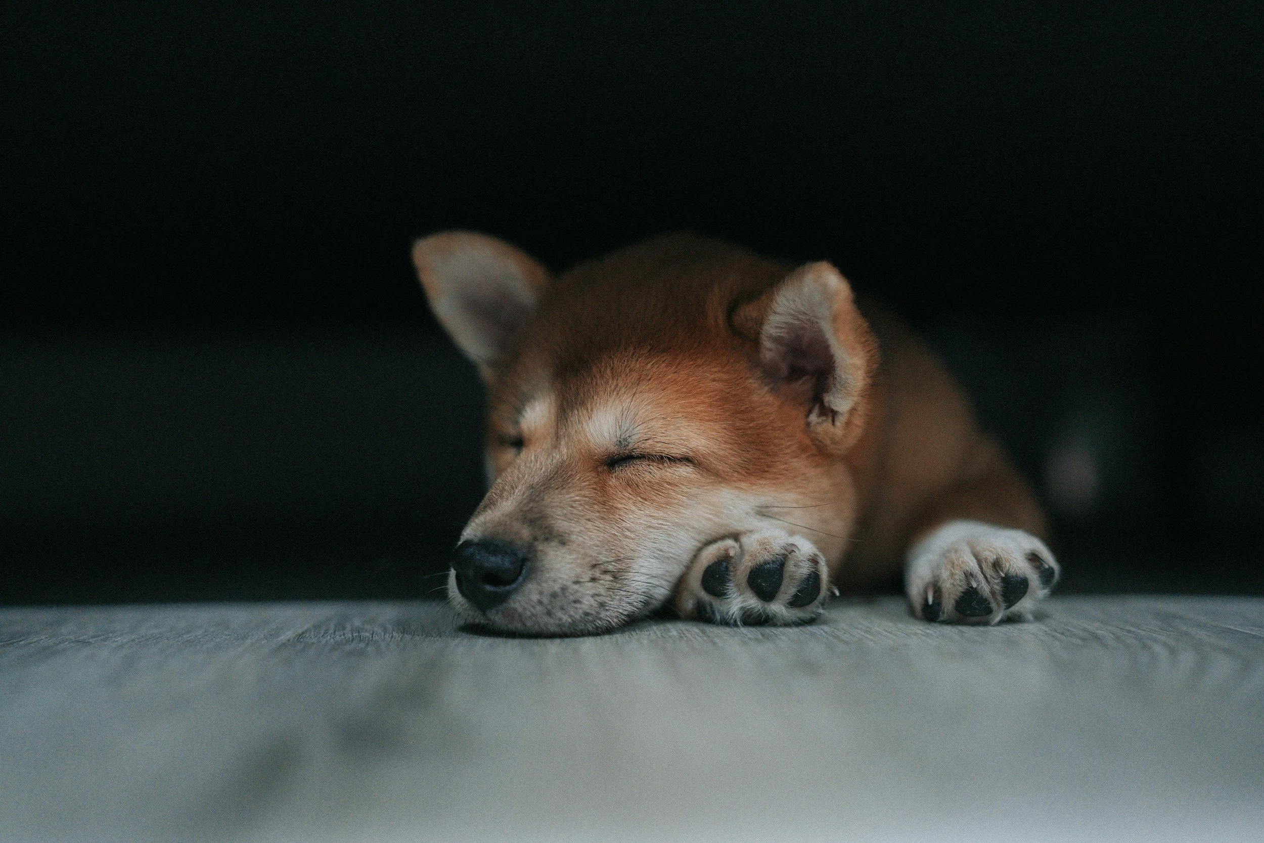 A sleeping puppy with light brown fur, closed eyes, resting on a carpet, under a dark piece of furniture.