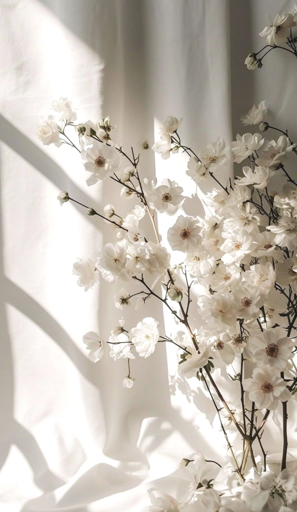 White flowers in a white vase with soft natural light creating shadows on the background.