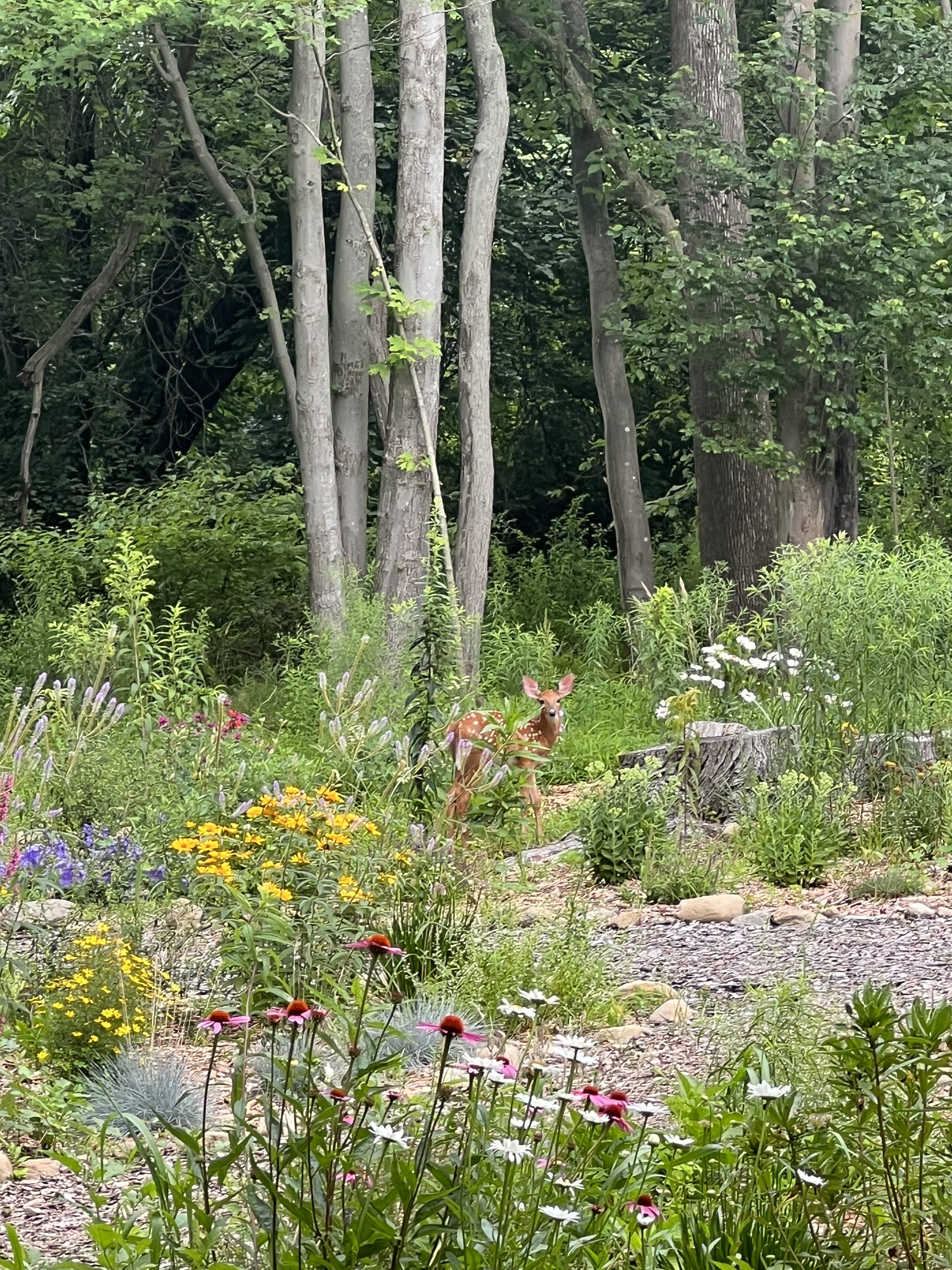 A forest scene with tall trees, lush greenery, and a small clearing. In the foreground, colorful flowers and plants grow, and a young deer is standing among the flowers, looking towards the camera.