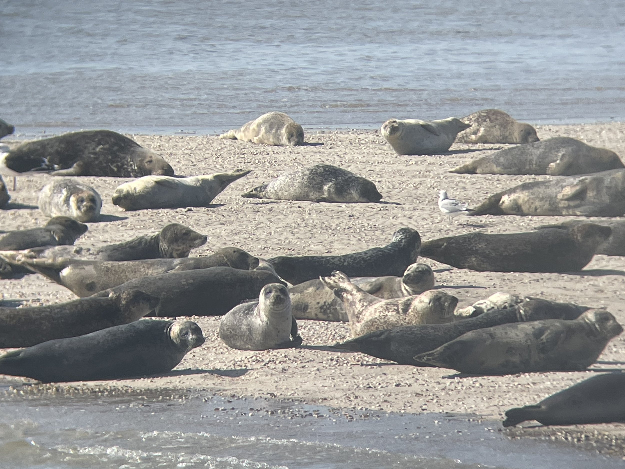 WADLIFE expeditie - ondek de dieren van het wad (incl. boottocht)