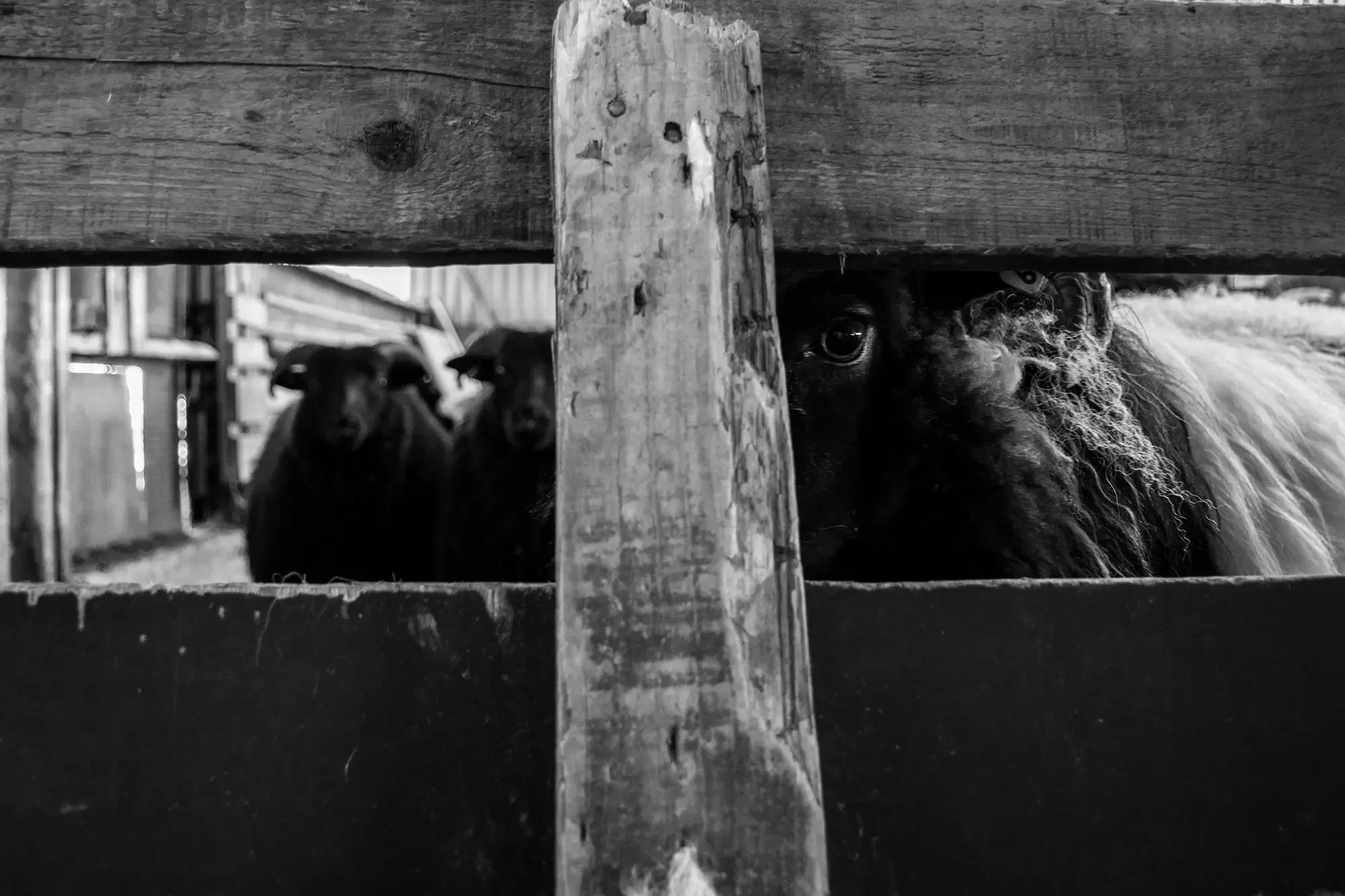 Black and white photo of three sheep peeking through a wooden fence with pastures in the background.