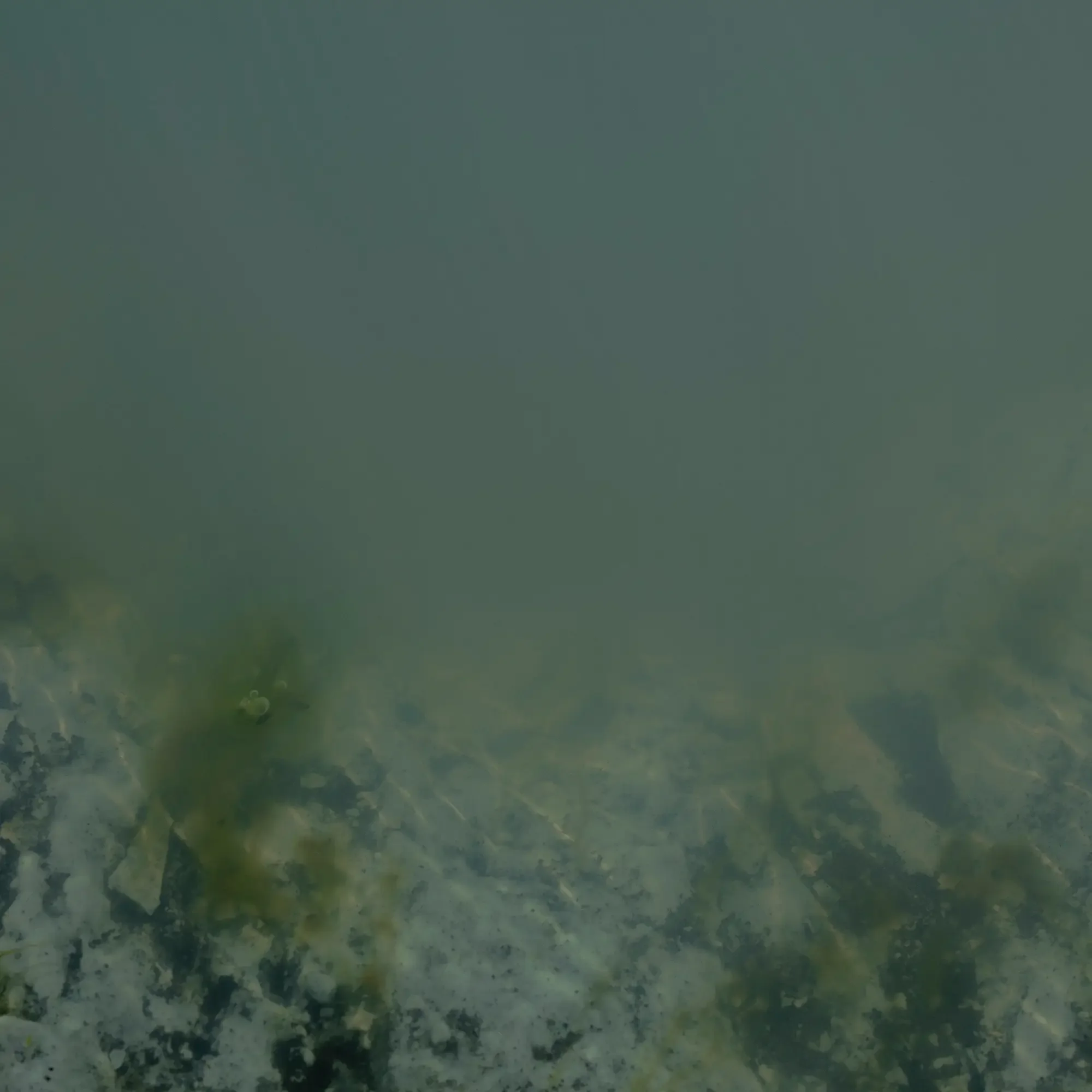 Underwater scene of a shallow, murky body of water with rocks and aquatic vegetation visible on the bottom.