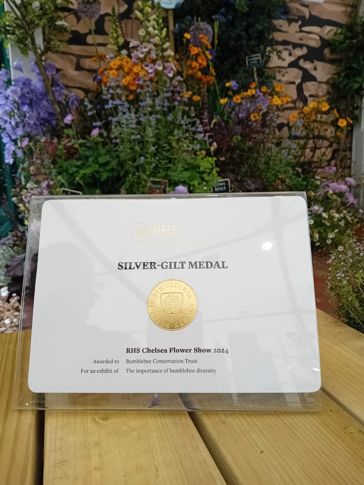 A certificate awarded to Bumblebee Conservation Trust at the RHS Chelsea Flower Show 2024, recognizing the importance of bumblebee diversity, with a backdrop of colorful flowers.