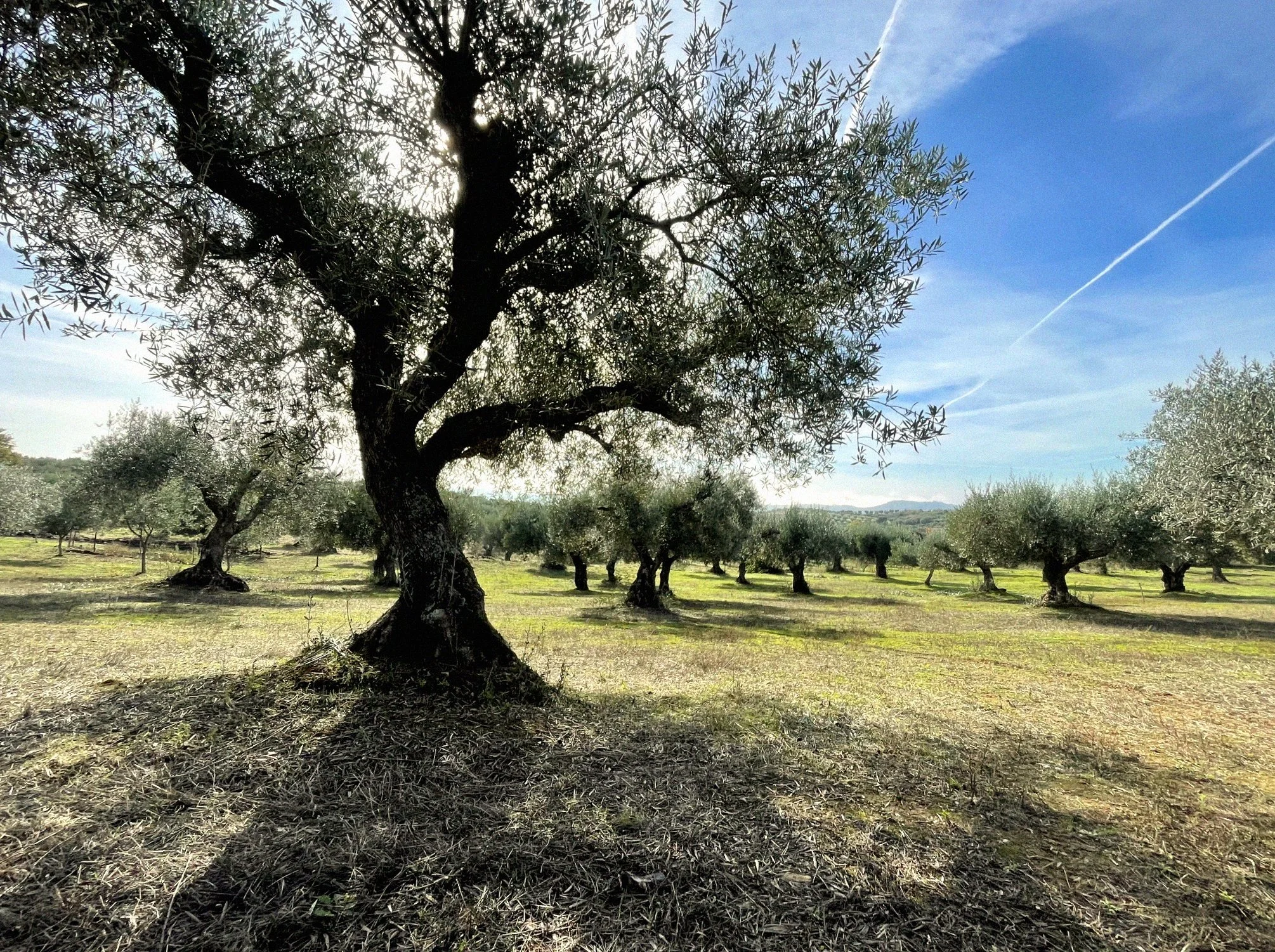 Mata de oliveiras em campo aberto sob céu azul com nuvens e avião passando, com sombra das árvores no chão.