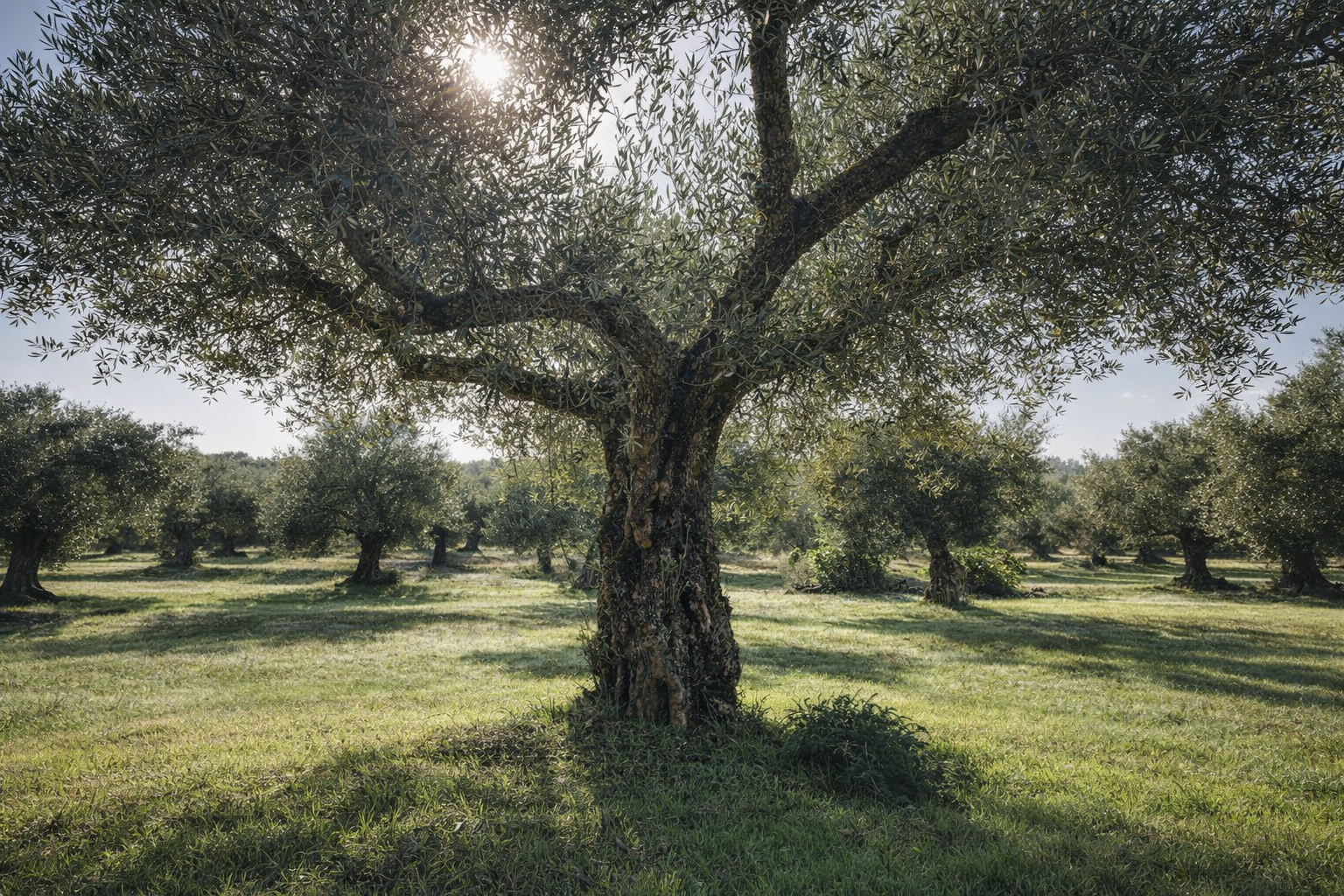 Campo de oliveiras com árvores distribuídas na paisagem sob luz solar e céu claro.