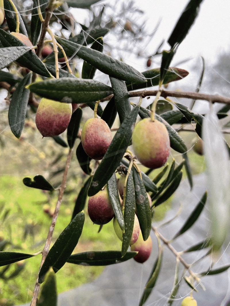 Imagem de olivas verdes e roxas penduradas em galho de árvore, com folhas verdes ao redor.