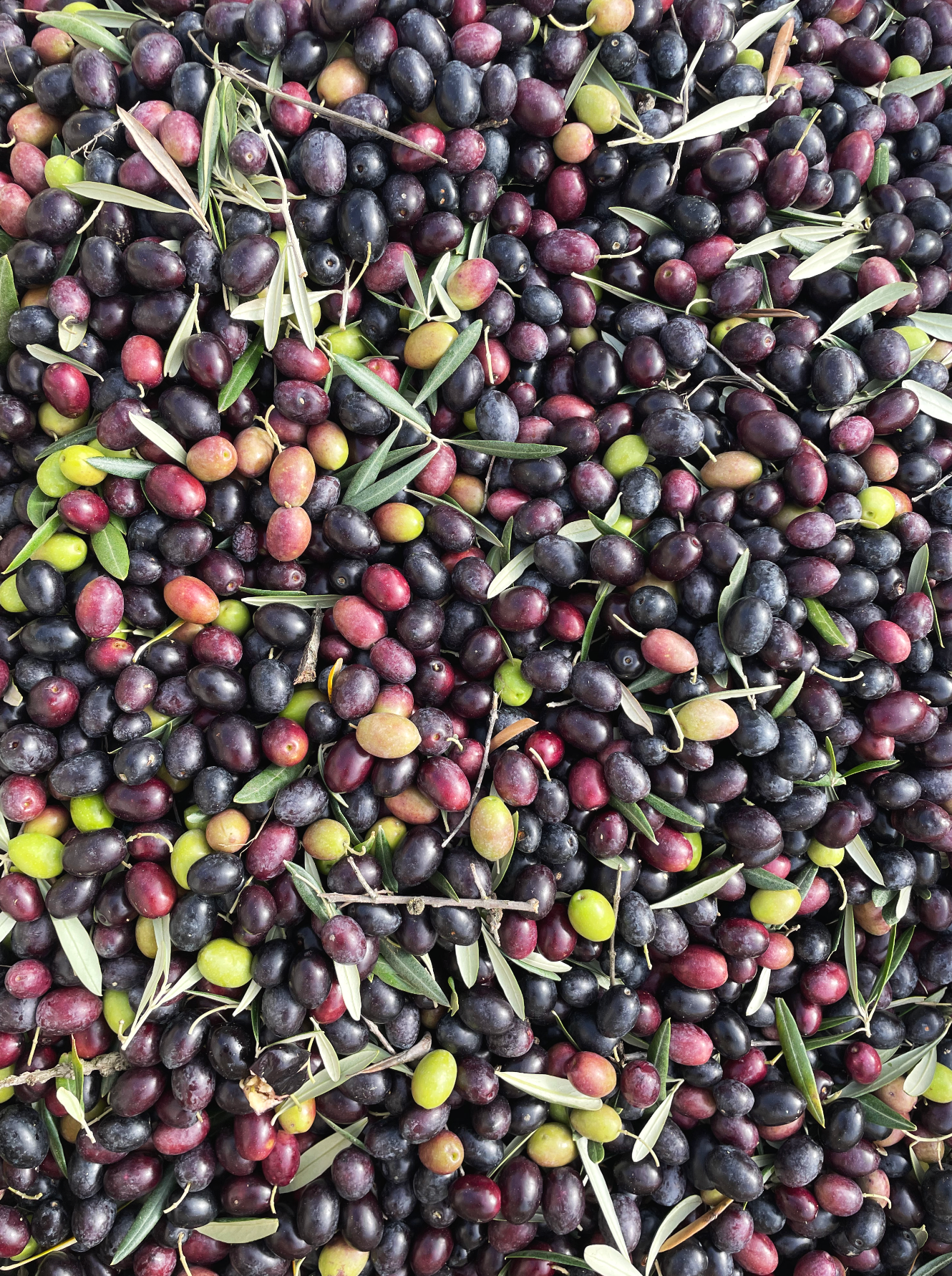 Azeitonas pretas e verdes com folhas de oliveira ao redor.