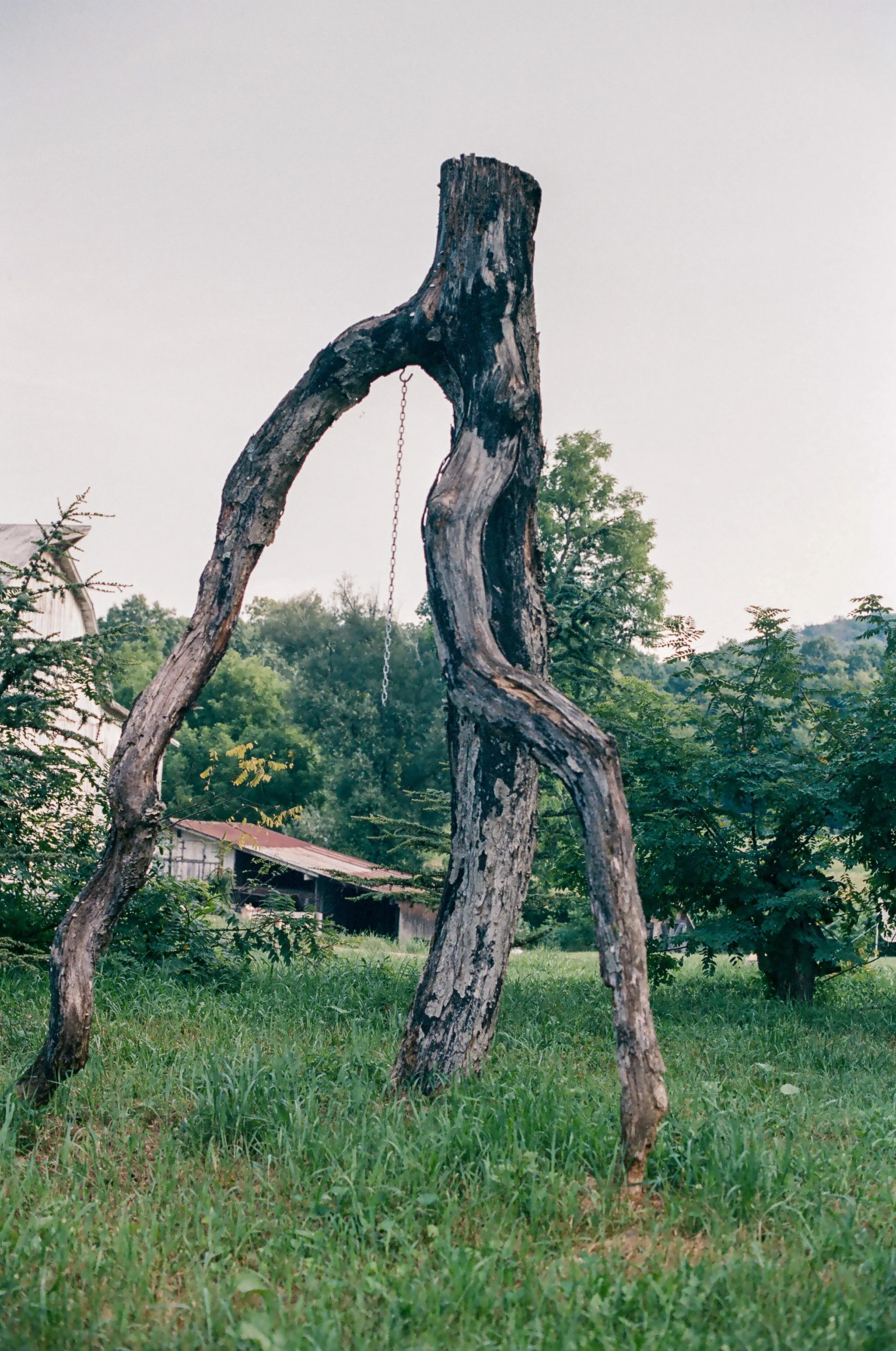 A weathered, dead tree with a large hollow and a chain hanging from it, standing in a grassy yard with surrounding trees and a barn in the background.