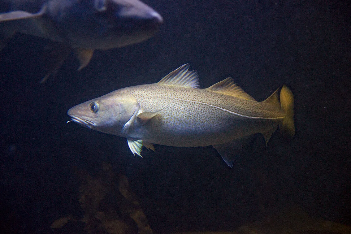 Hvitfisk