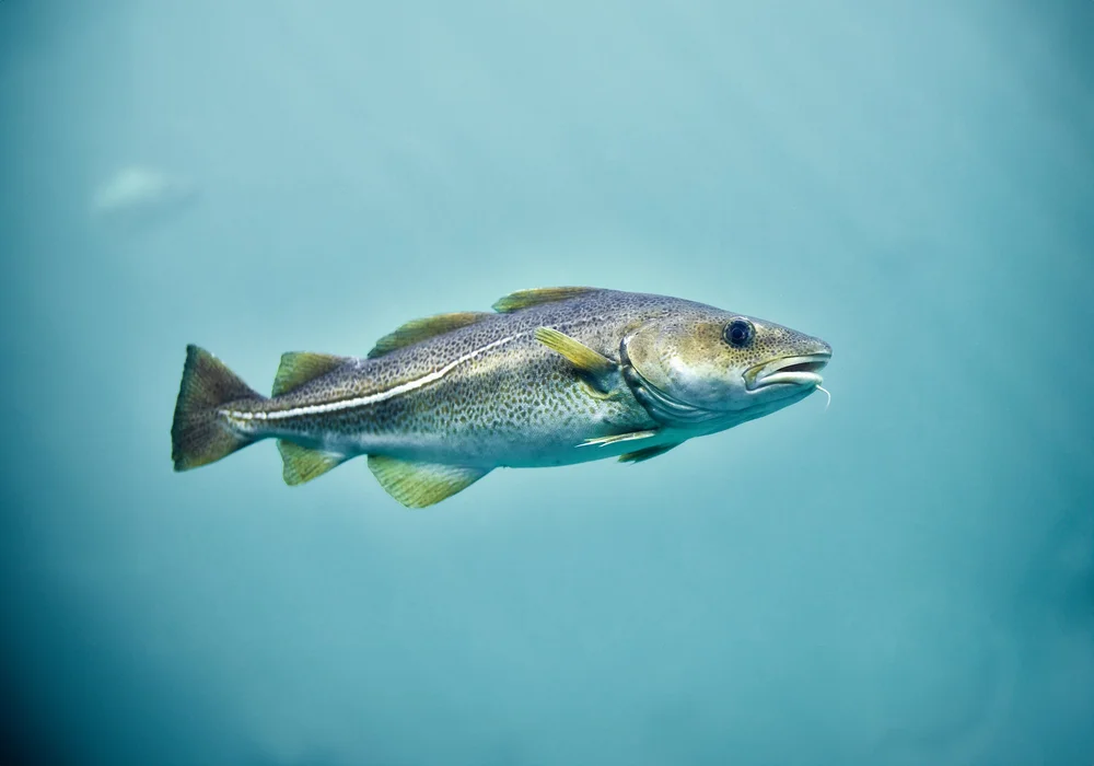 Hvitfisk