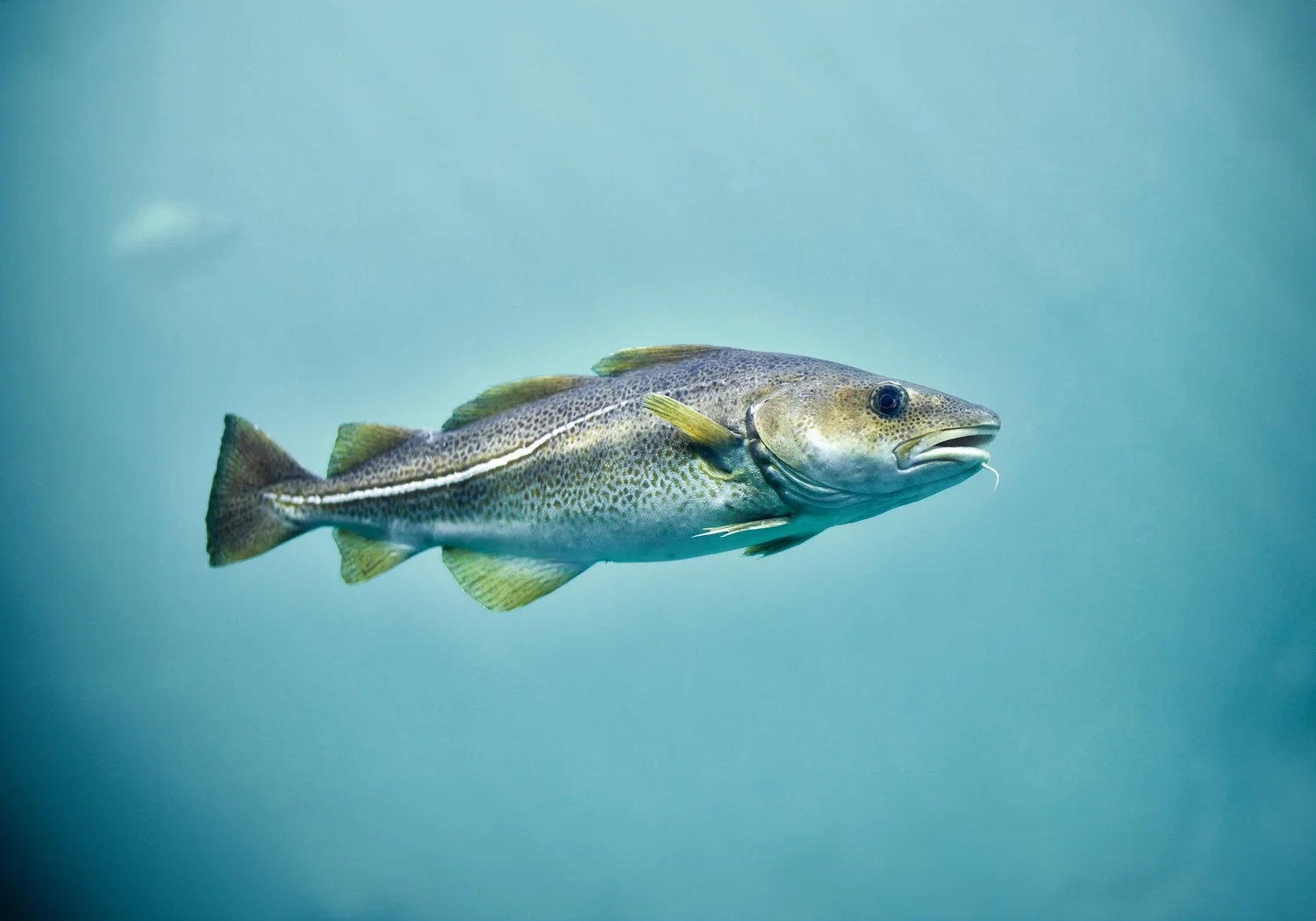 Hvitfisk