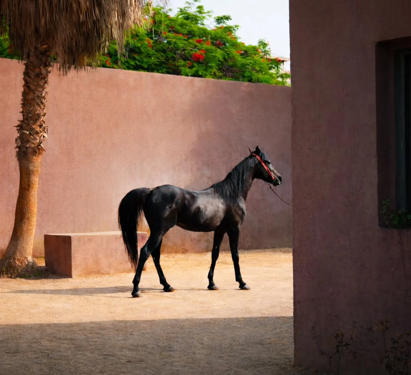 One of my favourite stables in Egypt 🤍🐎
Where great horses, quiet mornings and real horsemanship meet.
This is where journeys begin.
DustAndReins 
#EquestrianTravel #horsebackadventures #ridingholiday
#HorseLoversOfInstagram 
#desertriding