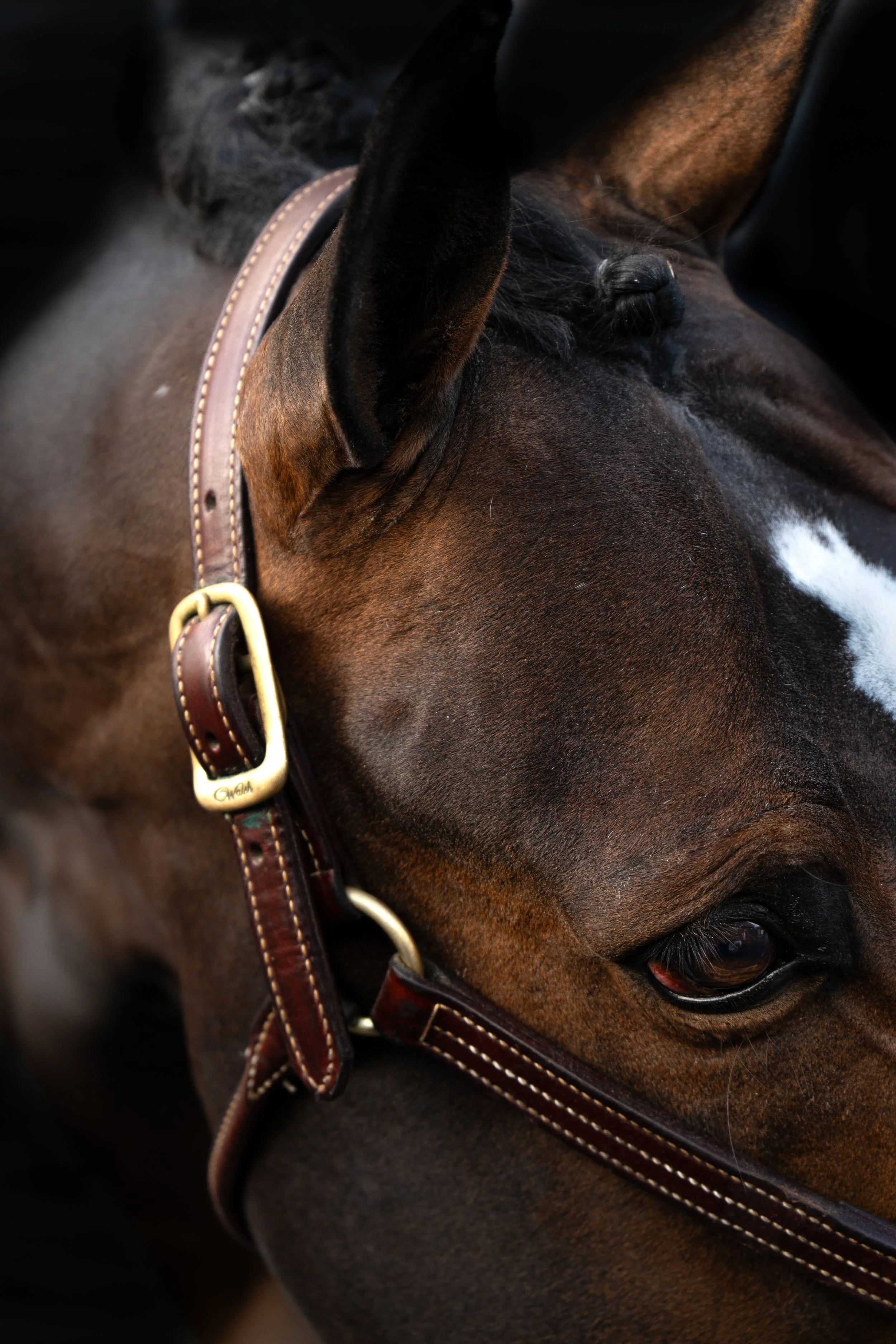 Close-up of a brown horse's face with a braided mane, wearing a leather halter.