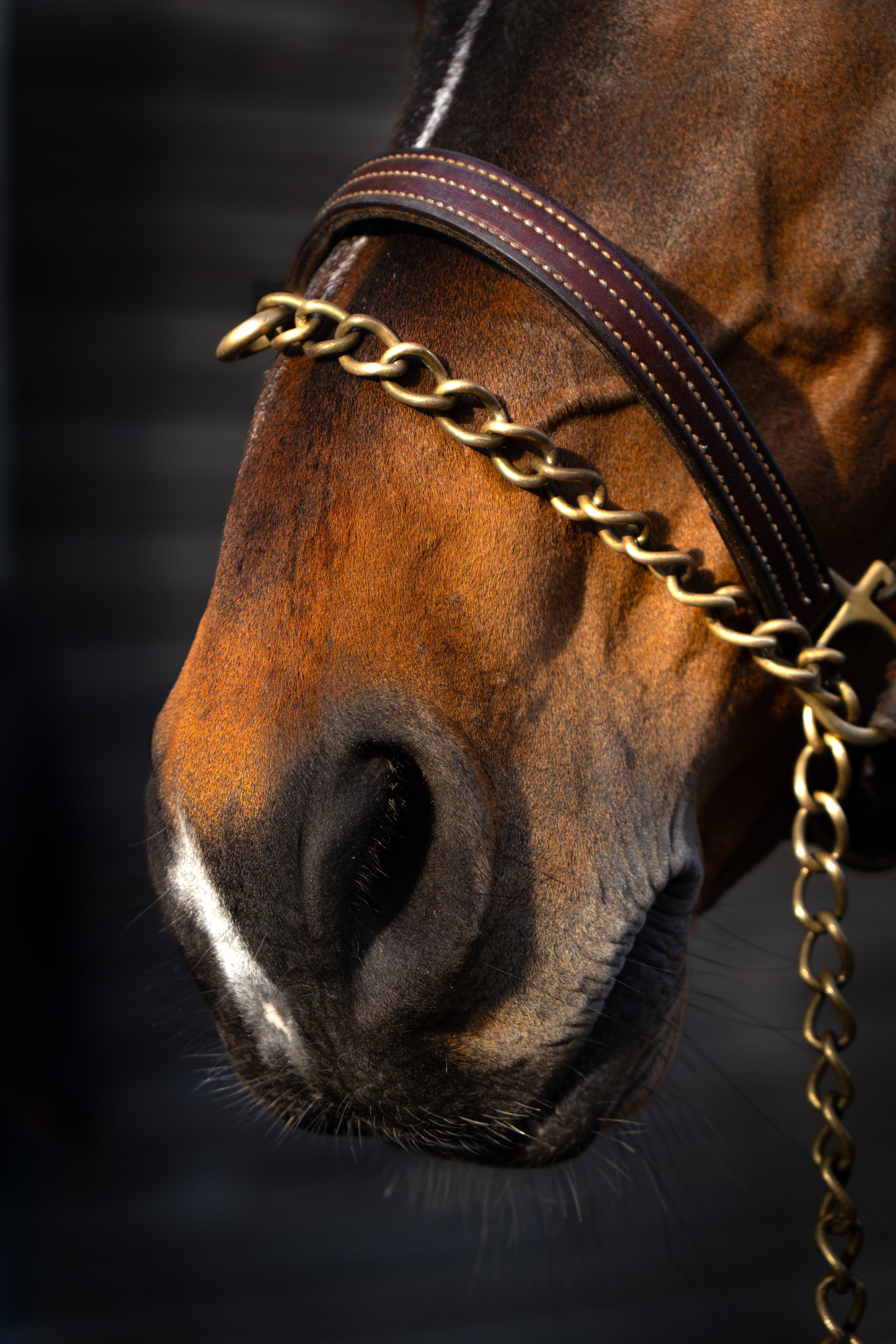 Close-up of a brown horse's snout with a leather bridle and a metal chain.