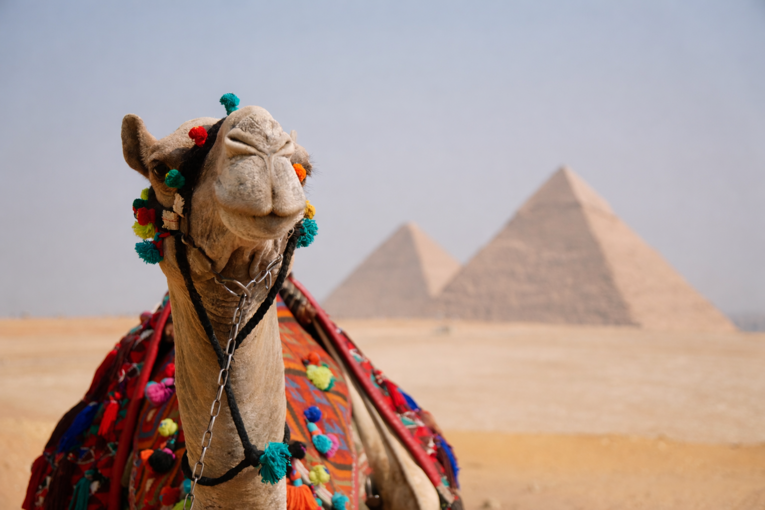 A camel decorated with colorful pom-poms and traditional saddle, standing in front of the pyramids in Egypt.