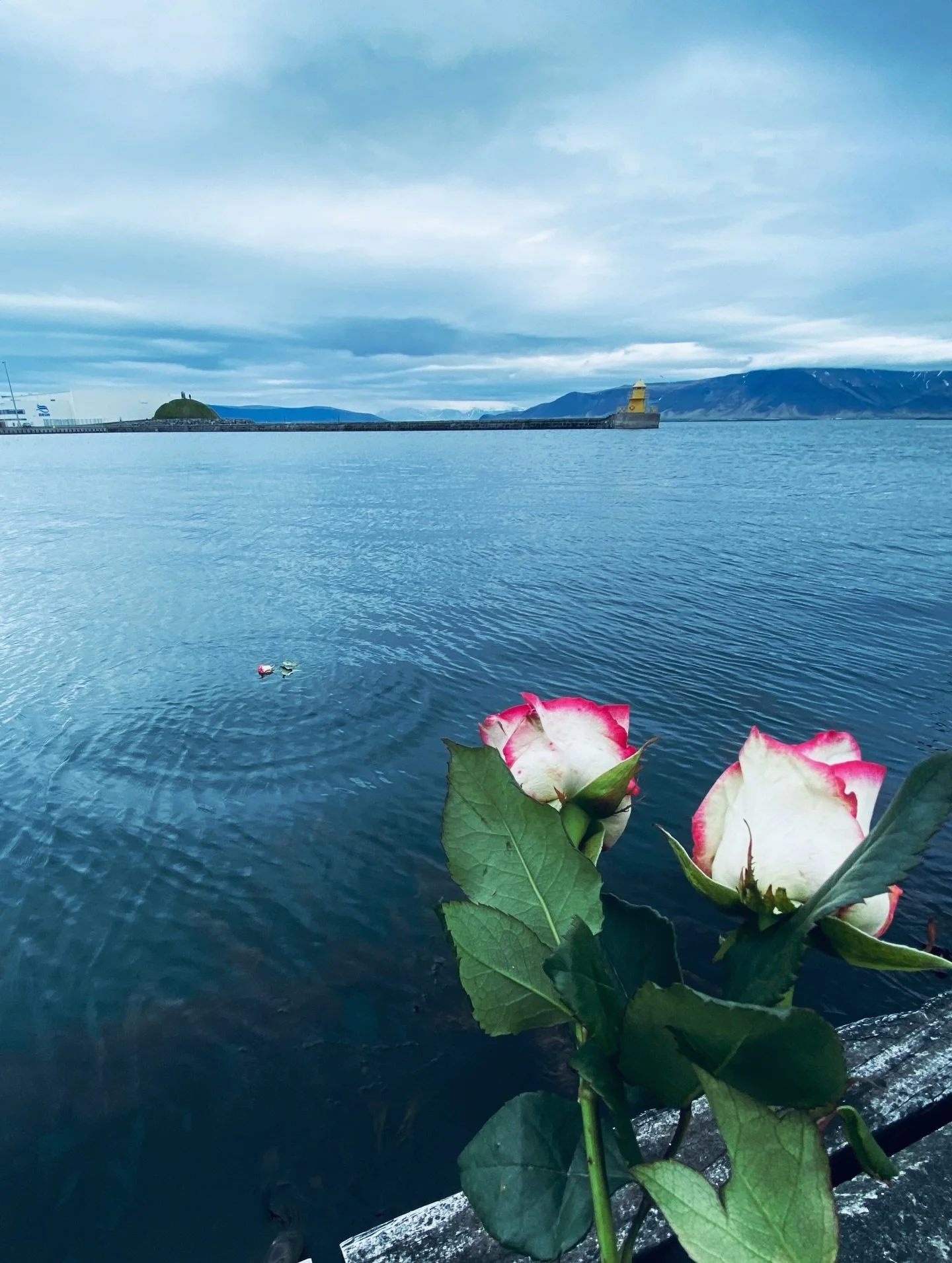 Flowers for my pappa today. Miss you ❤️🌊🐚🌹 9 years ago today and grief always circles back stronger this day.  And imagine that in our world it&rsquo;s even a privilege to have time to grief? 💔