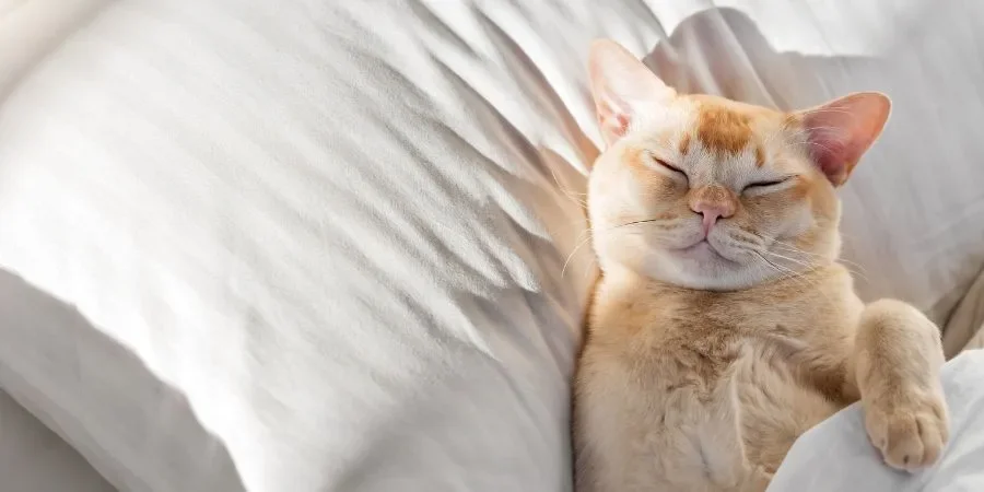 Why Am I Always Tired? Winter Fatigue, Low Vitamin D &amp; Causes