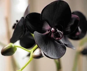 Fondant Orchidée noire