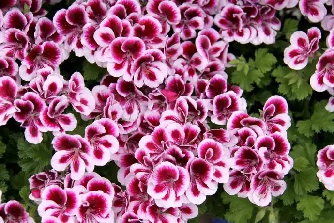 Fondant citronelle géranium