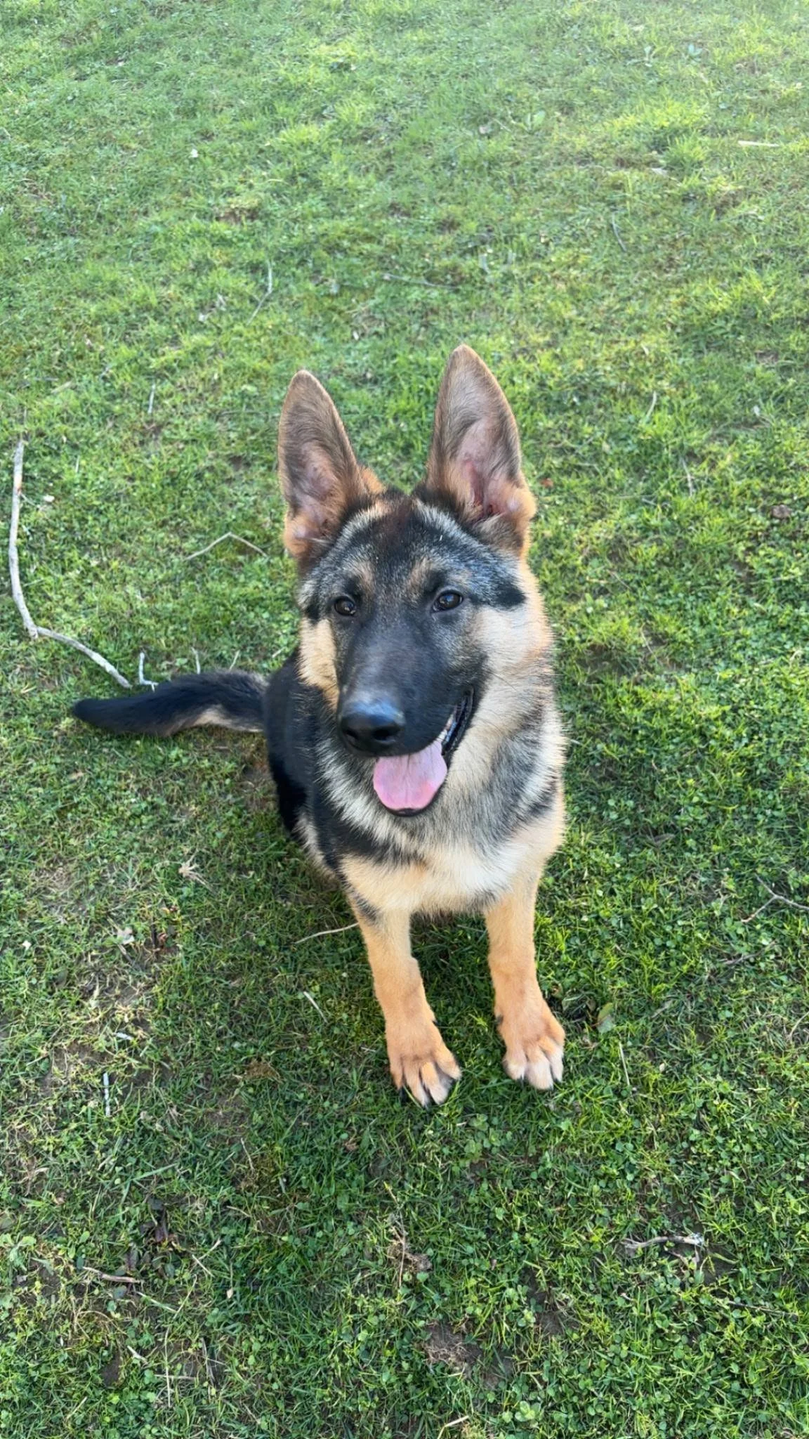 Punky - adoption pending