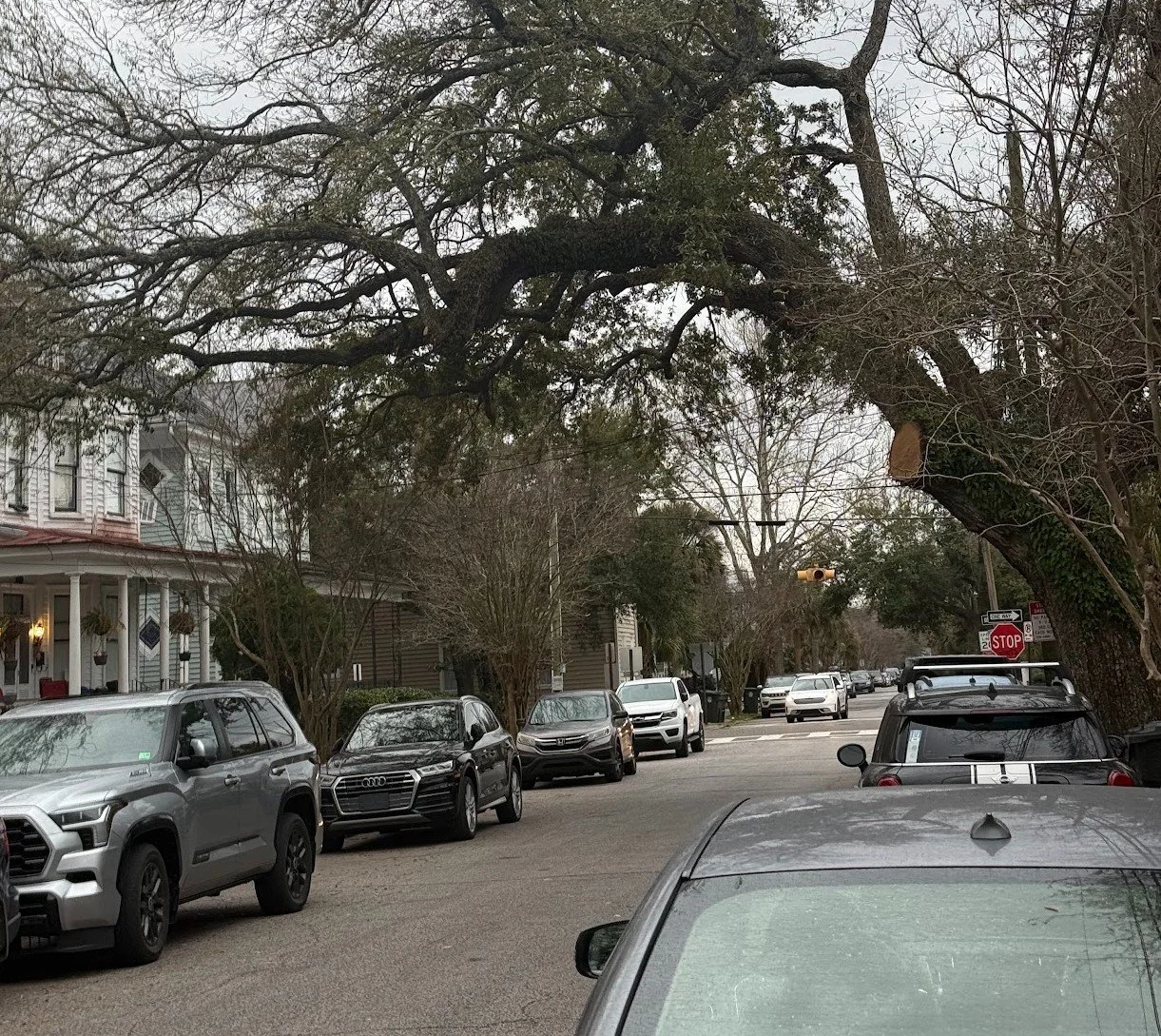 Parked cars lining the street with live oaks over top as canopy