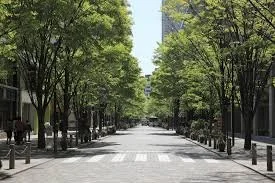 Tree Lined Street with Urban Canopy