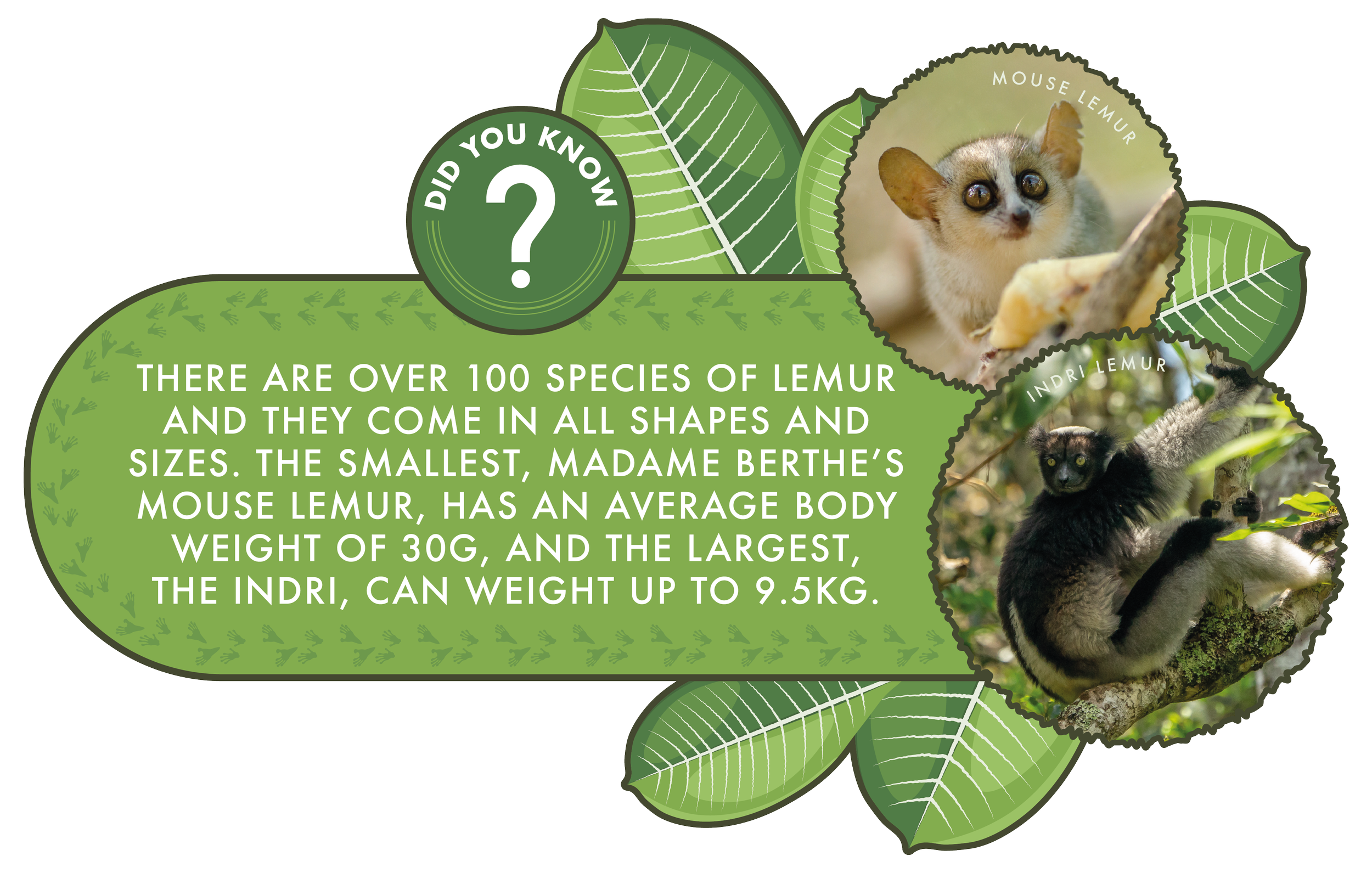 Illustrated lemur fact sign with green leaf motif.