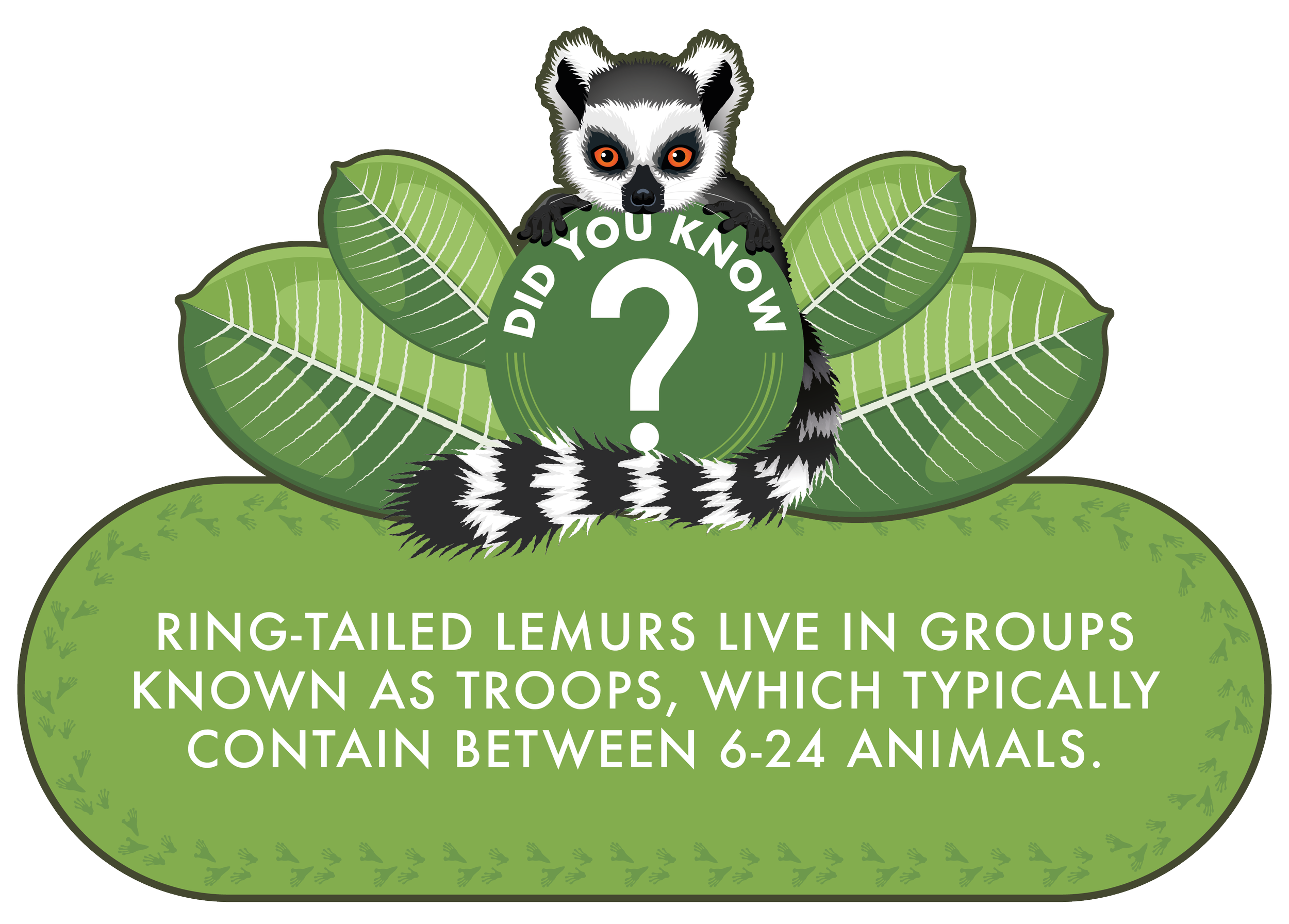 Illustrated lemur fact sign with green leaf motif.