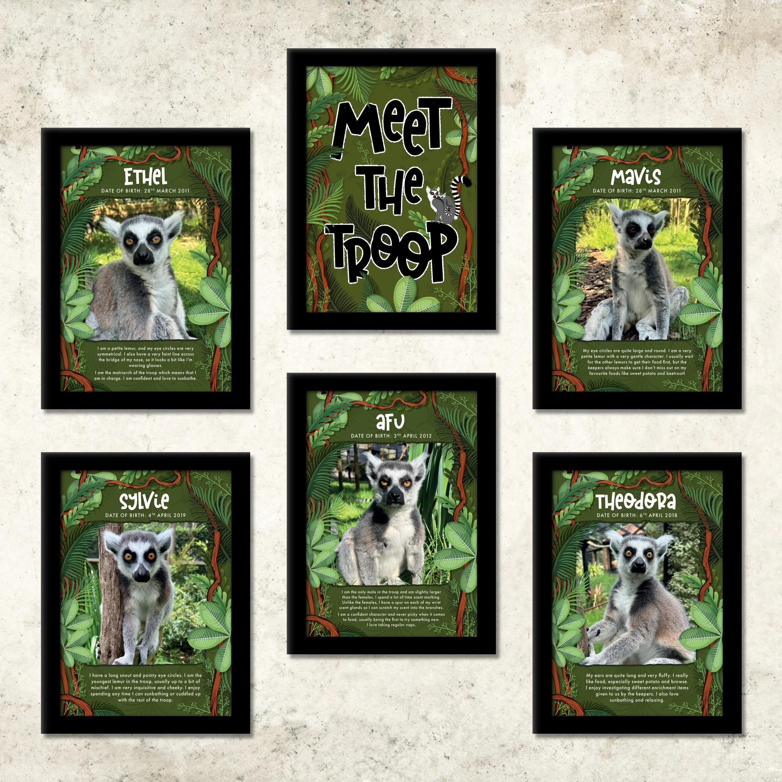 6 illustrated framed prints documenting a toop of ring-tailed lemurs family tree. Green leafy jungle border with cartoon lemurs.