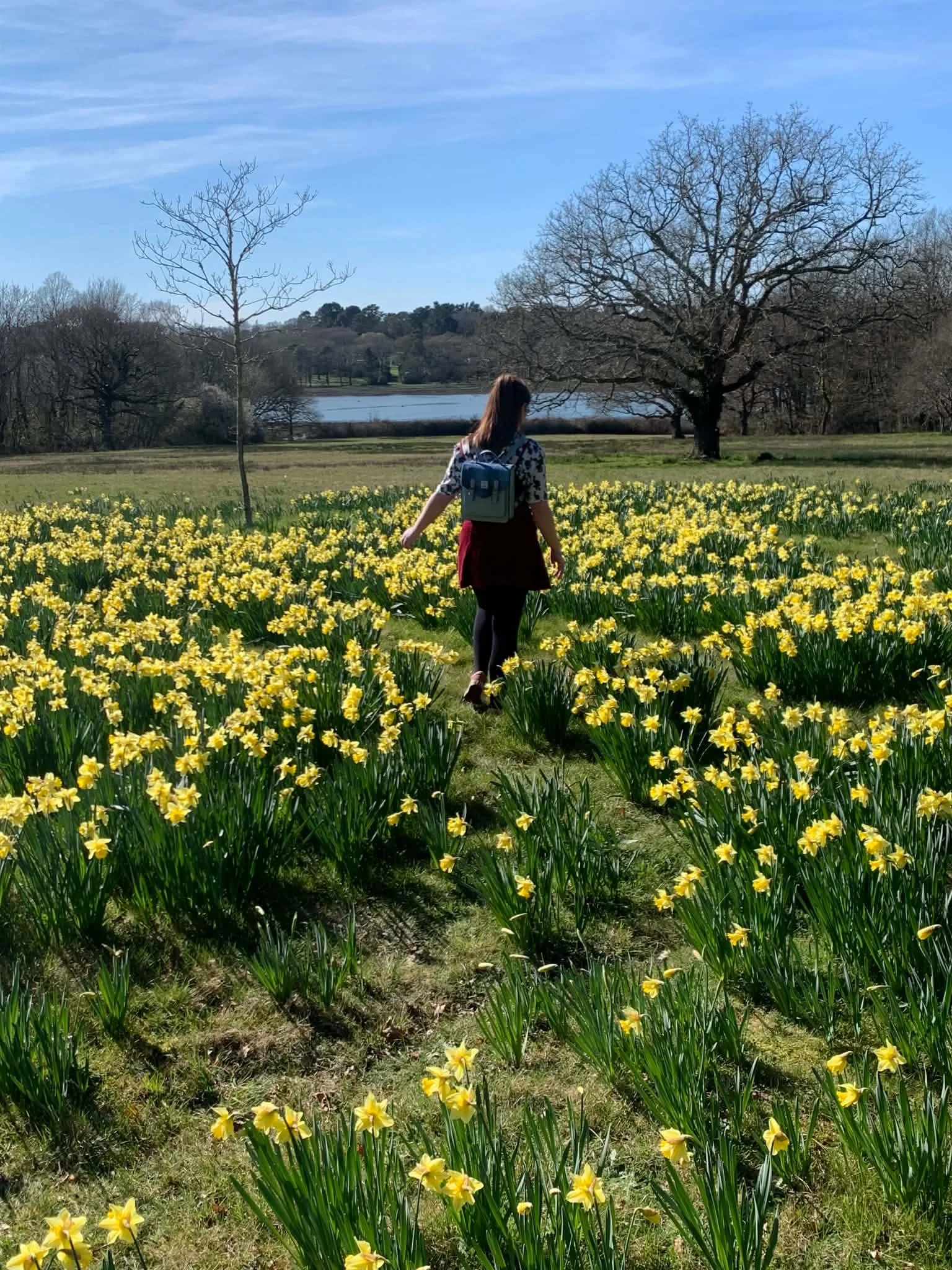 photograph of girl with backpack walking through field of daffodils near a lake