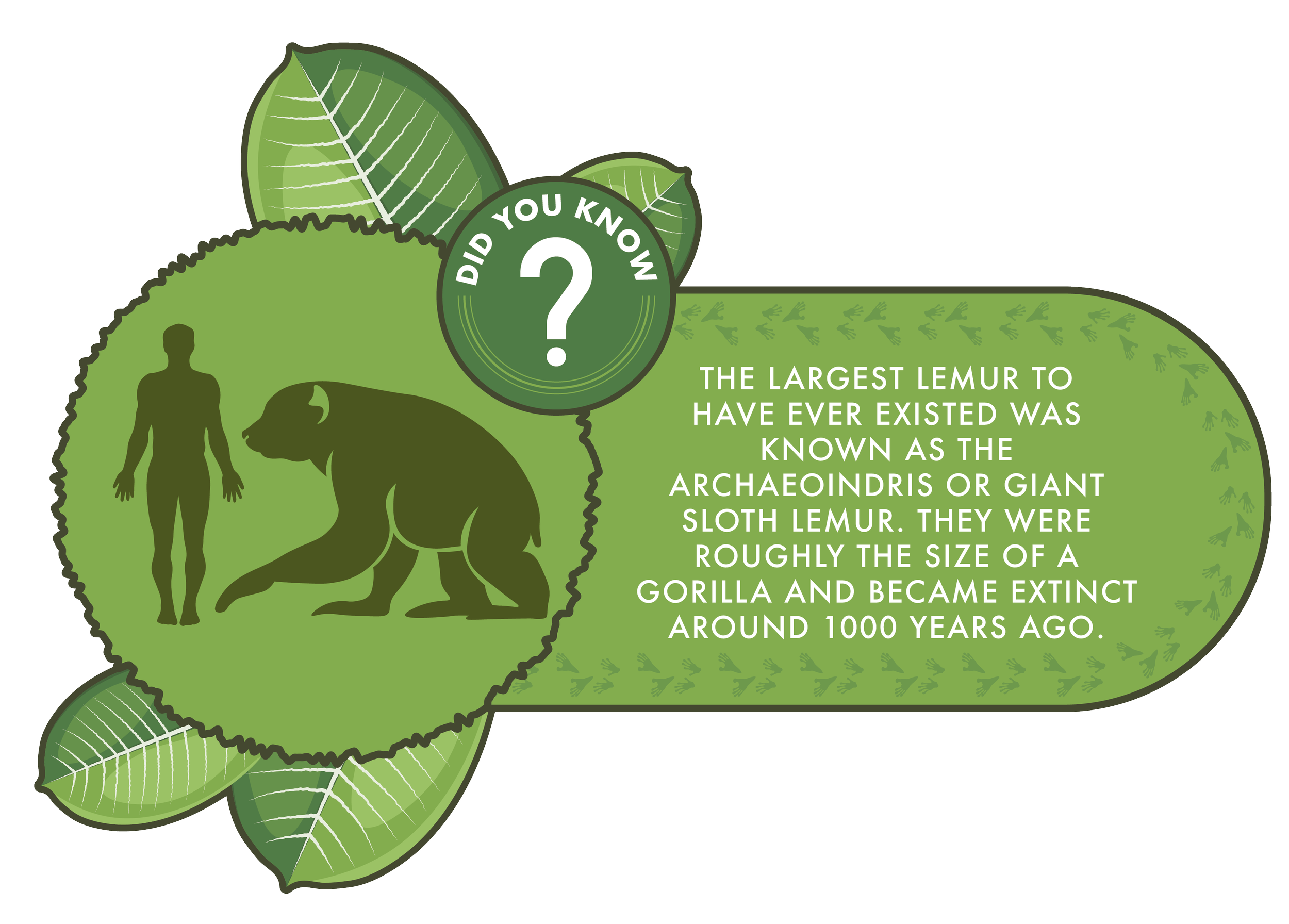 Illustrated lemur fact sign with green leaf motif.