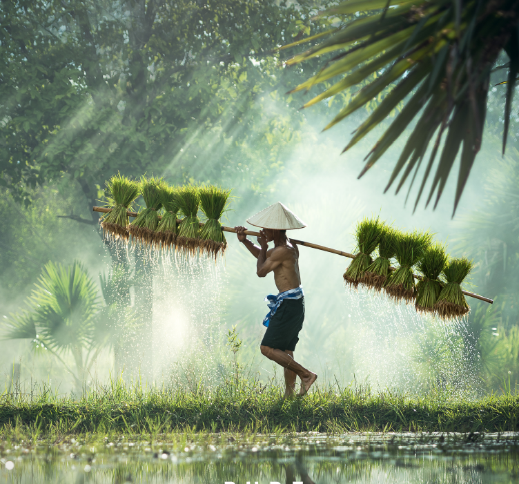 A man wearing a traditional conical hat carries bundles of harvested rice on a bamboo pole in a lush, green rice field with sunlight filtering through trees.