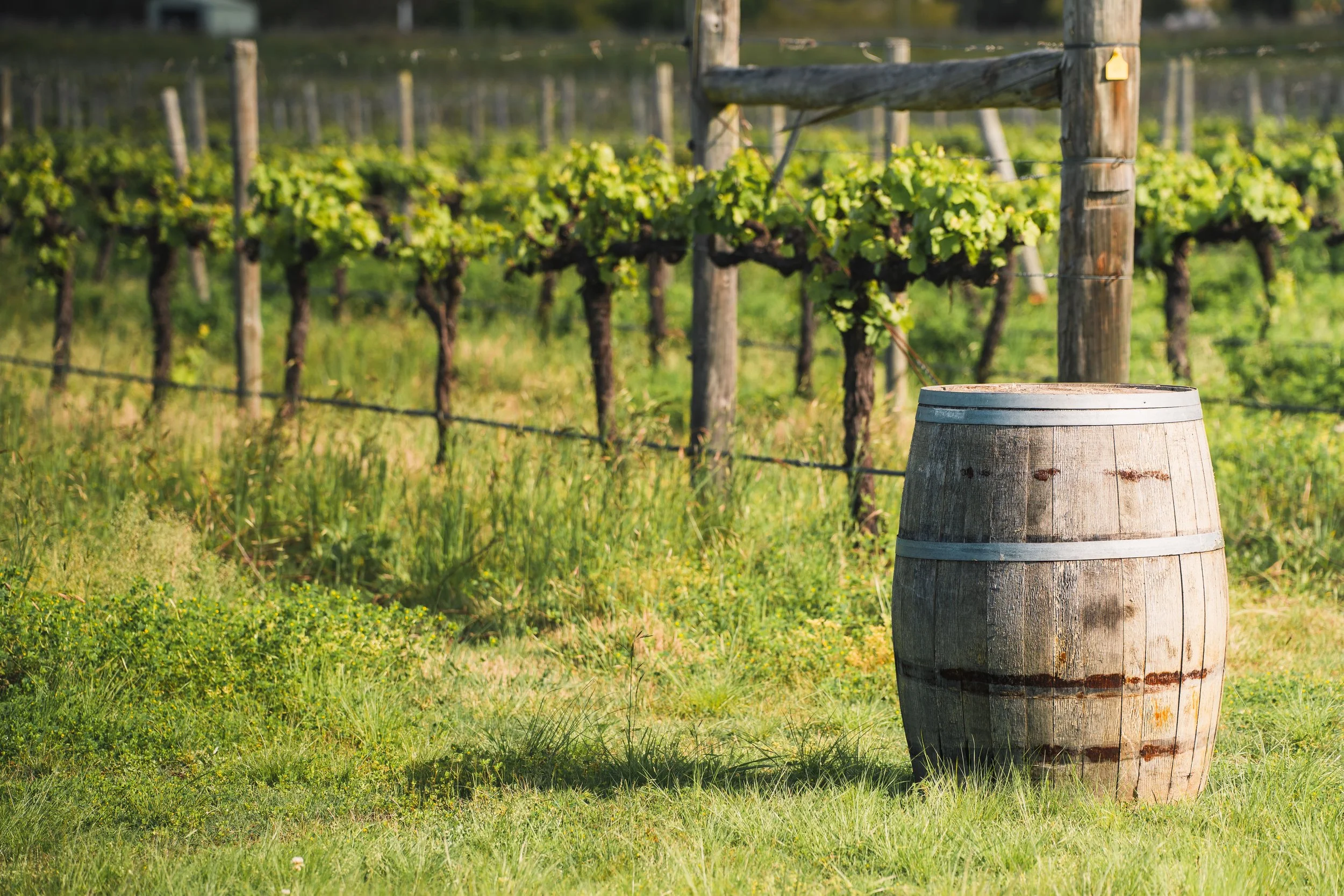 Why the Future of Wine Belongs to Small Wineries