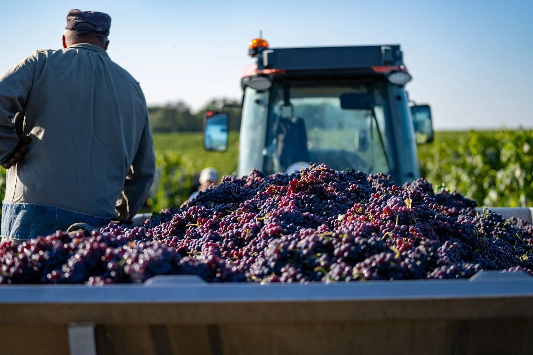 A worker in the field with some machinery in the background and a big container of grapes in the foreground