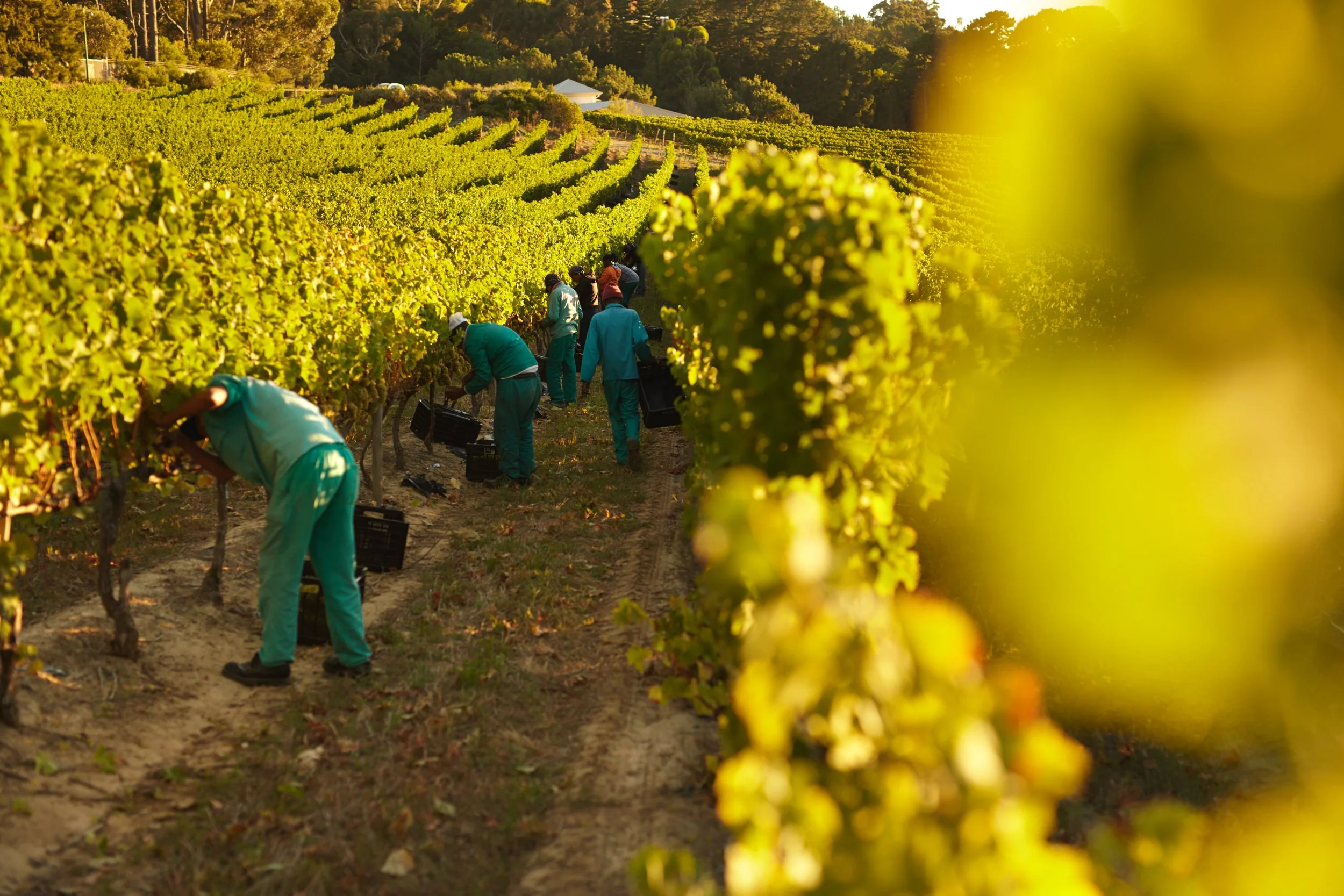 Workers in a lush vineyard on a slope harvesting grapes