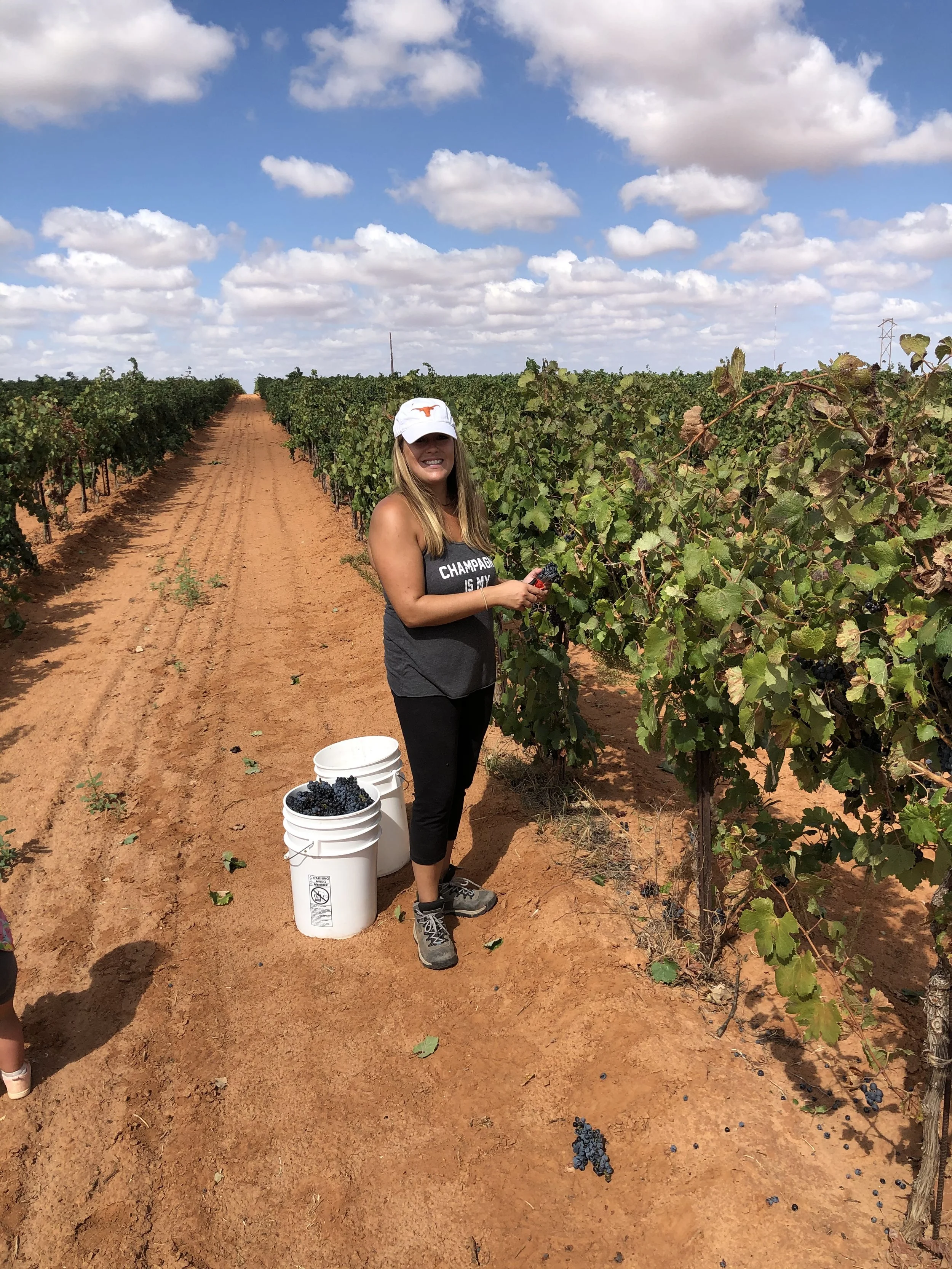 A woman holding a grape cluster and smiling at the camera in a vineyard on a bright, partly cloudy day. She is wearing a white cap with an orange logo, a sleeveless top, black leggings, and gray shoes. Two white buckets filled with grapes are on the ground beside her. The vineyard has rows of lush green grapevines and a dirt path, with power lines and a tower visible in the background.