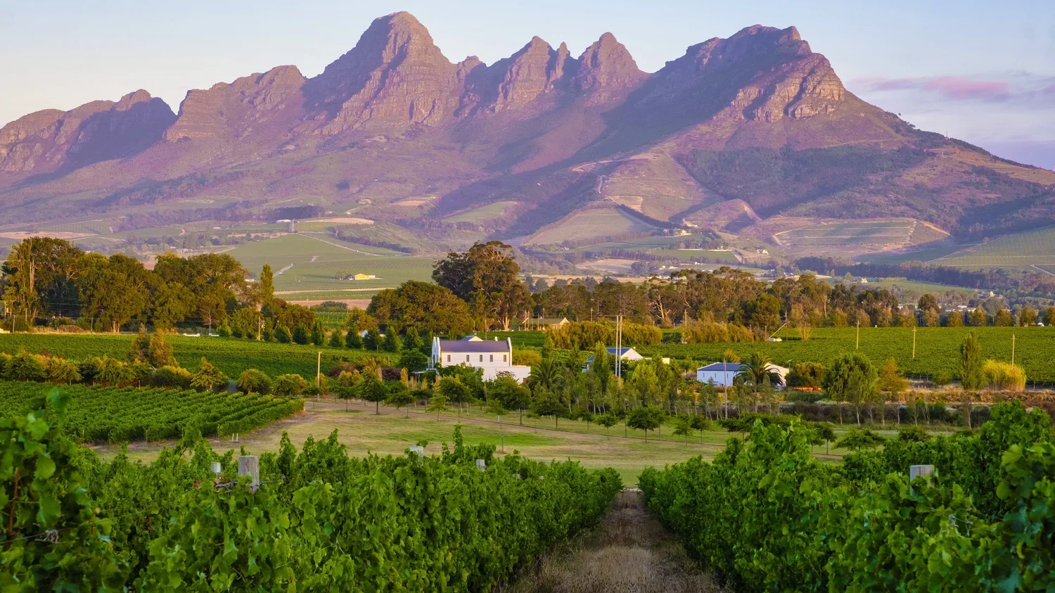 Stellenbosch winery with a mountain it the background and vineyard and white house seen