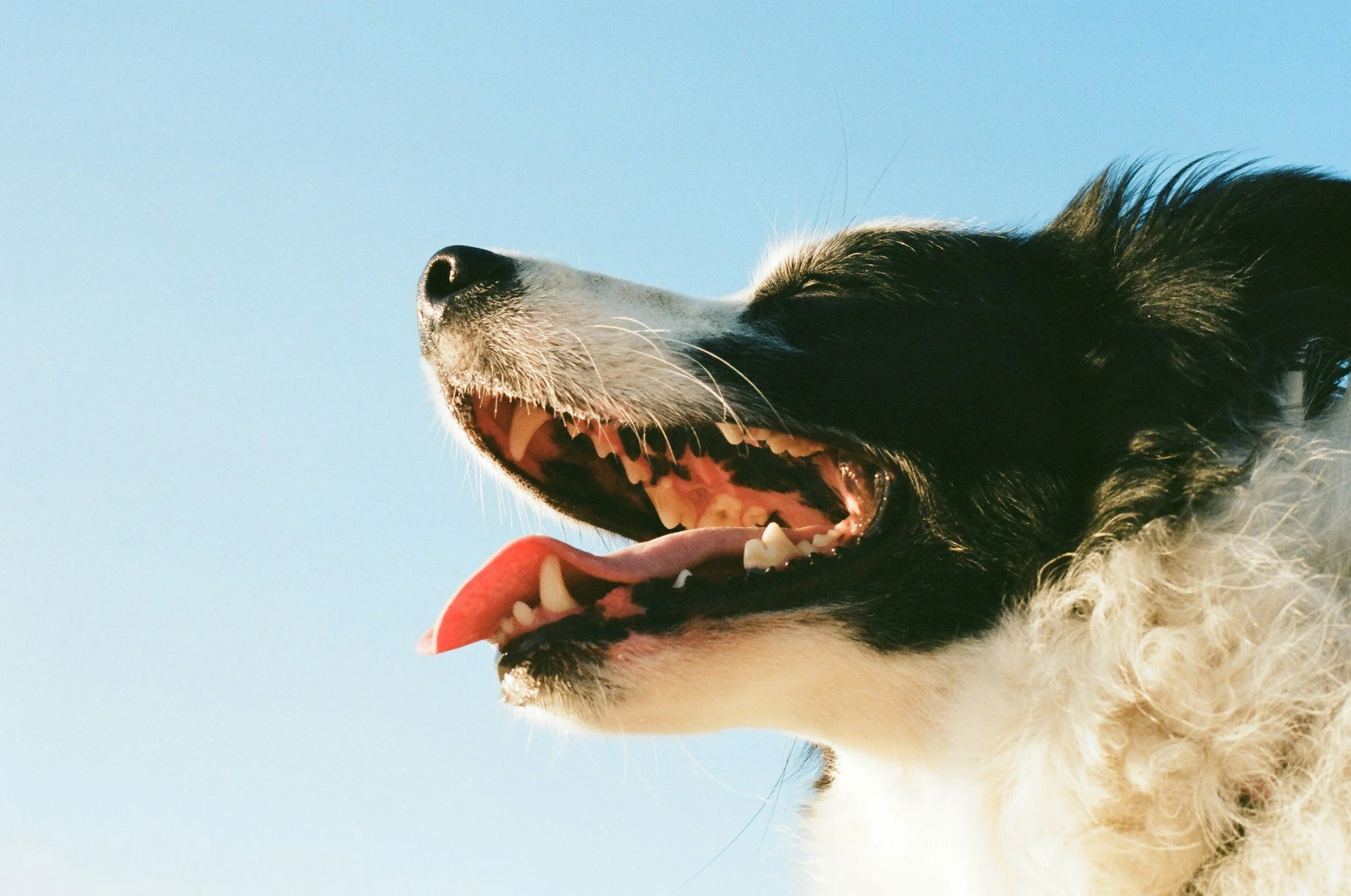 Close-up of a black and white dog's head with eyes closed and tongue out, against a blue sky.