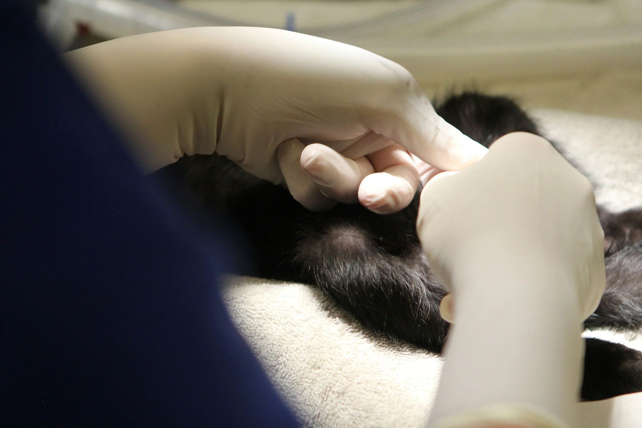 A veterinarian wearing gloves examining a dog's paw on a white surface.