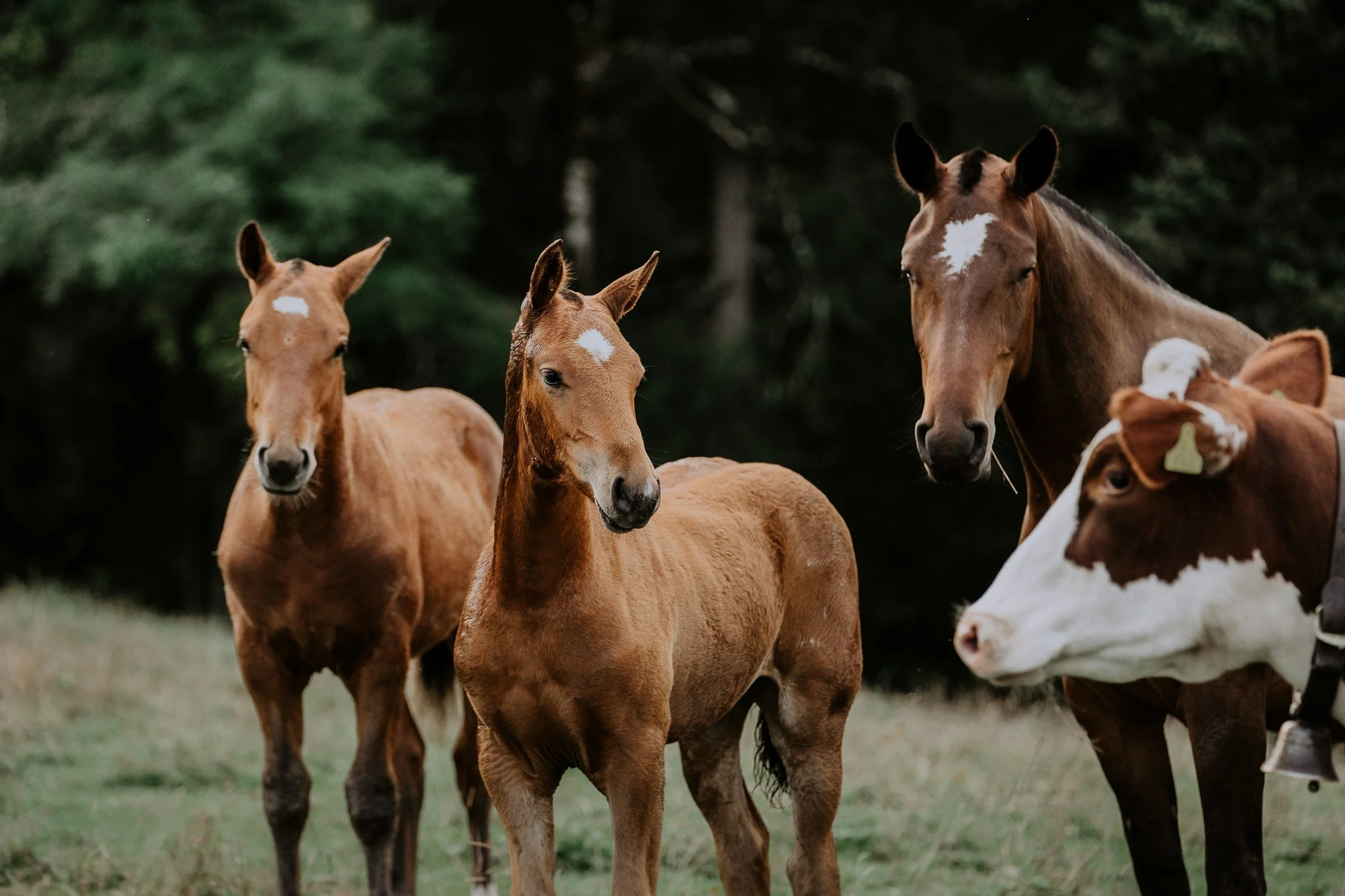 Four young horses standing on grass with a forest background