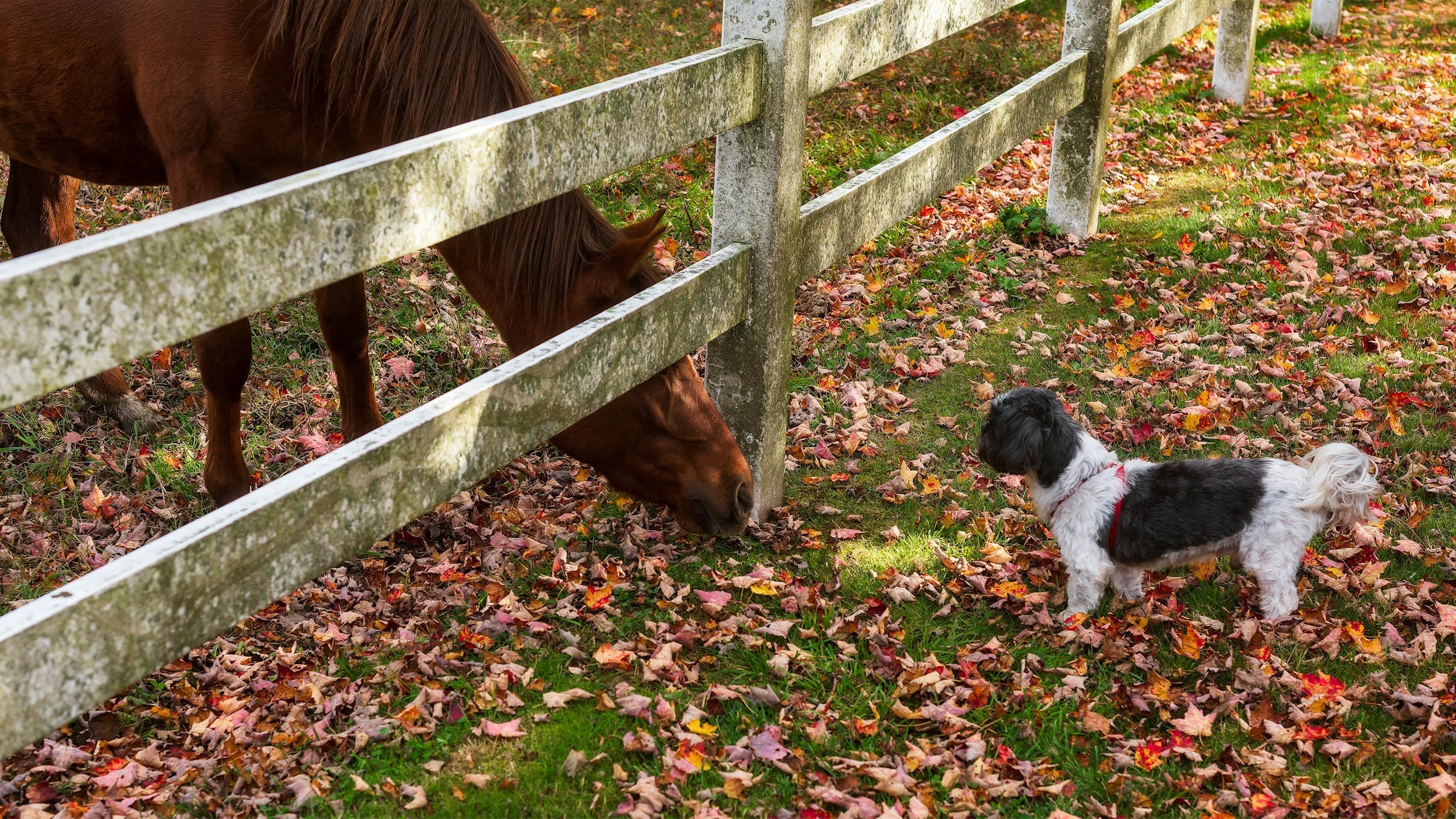 A brown horse with a red and white dog meet across a wooden fence covered with moss, with autumn leaves on the ground.