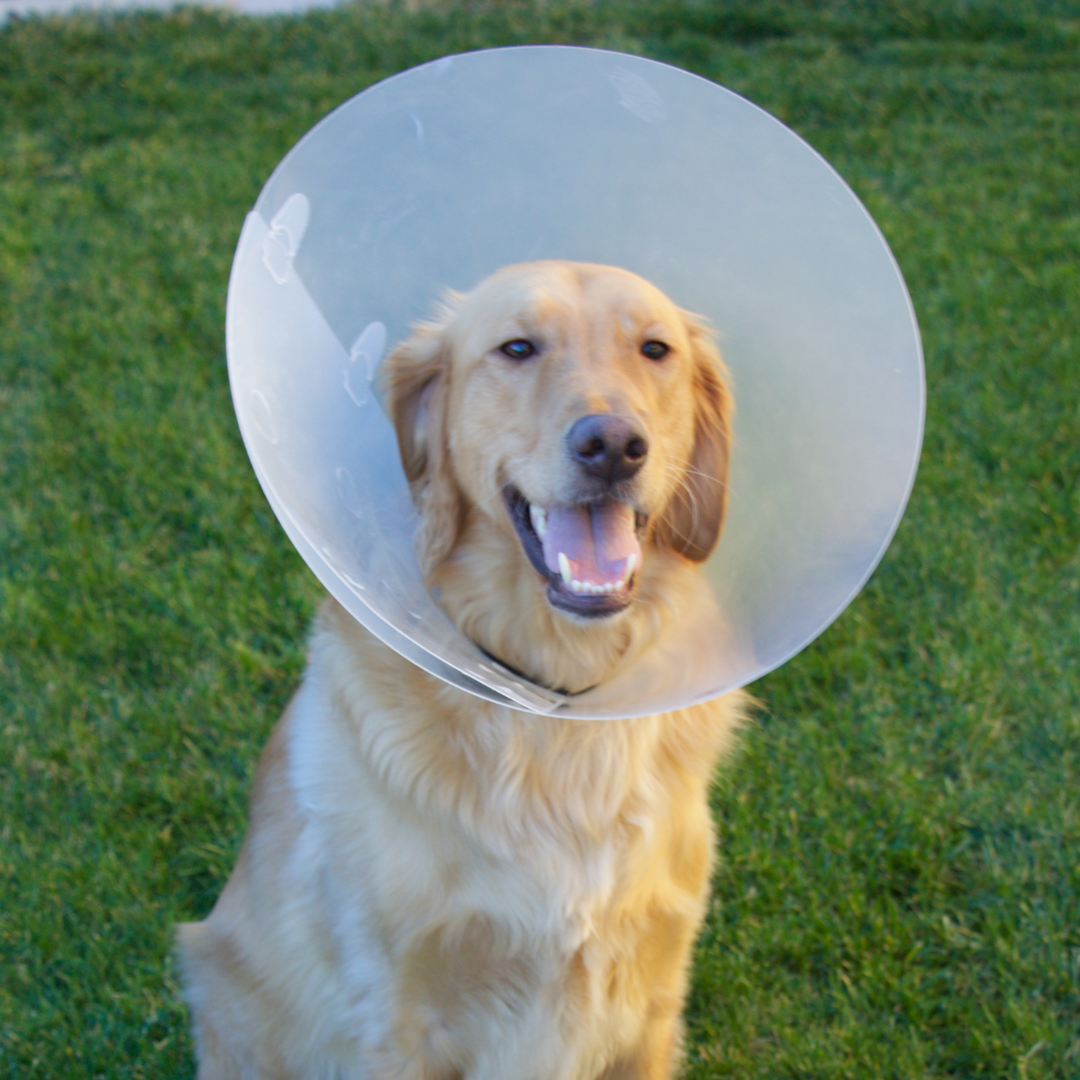 Golden retriever wearing a clear plastic cone collar, sitting on grass, with a happy expression.