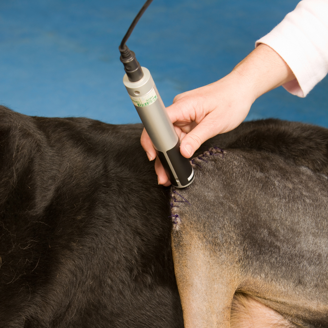 A veterinarian is performing laser therapy on a dog's back.